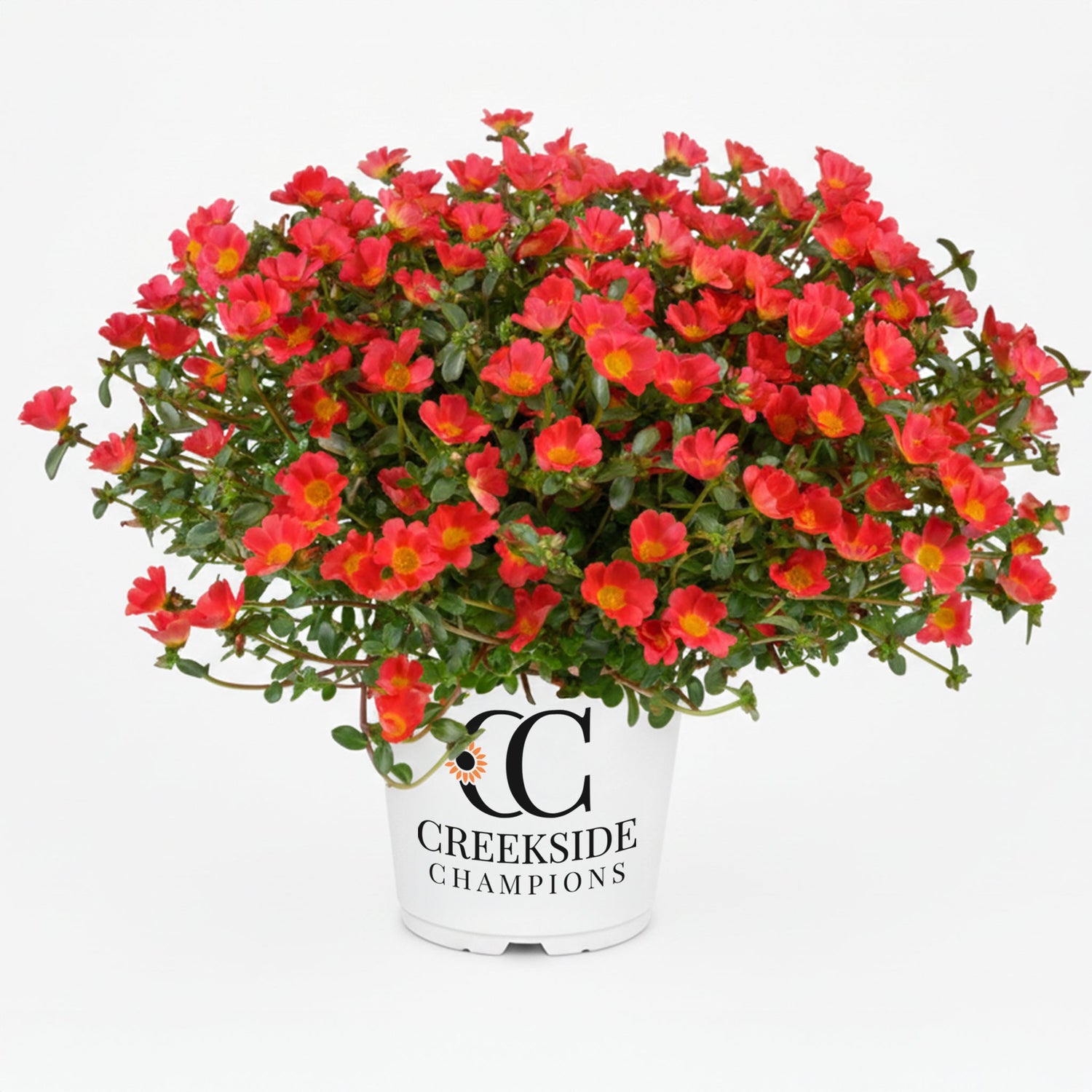 Mega Pazzaz™ Red Portulaca | Creekside Champions™