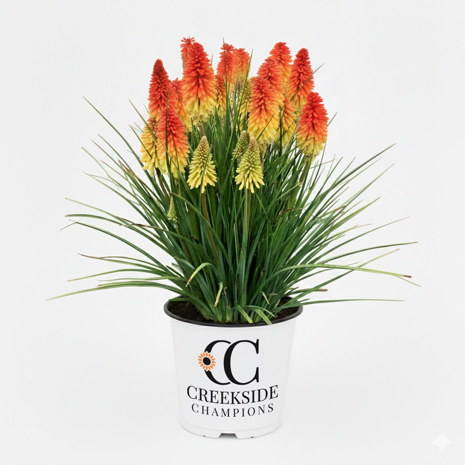 ‘Rocket Jr.’ Kniphofia | Creekside Champions™