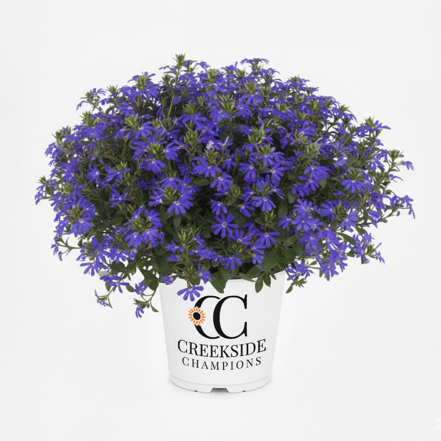 Surdiva Classic Blue' Scaevola | Creekside Champions™