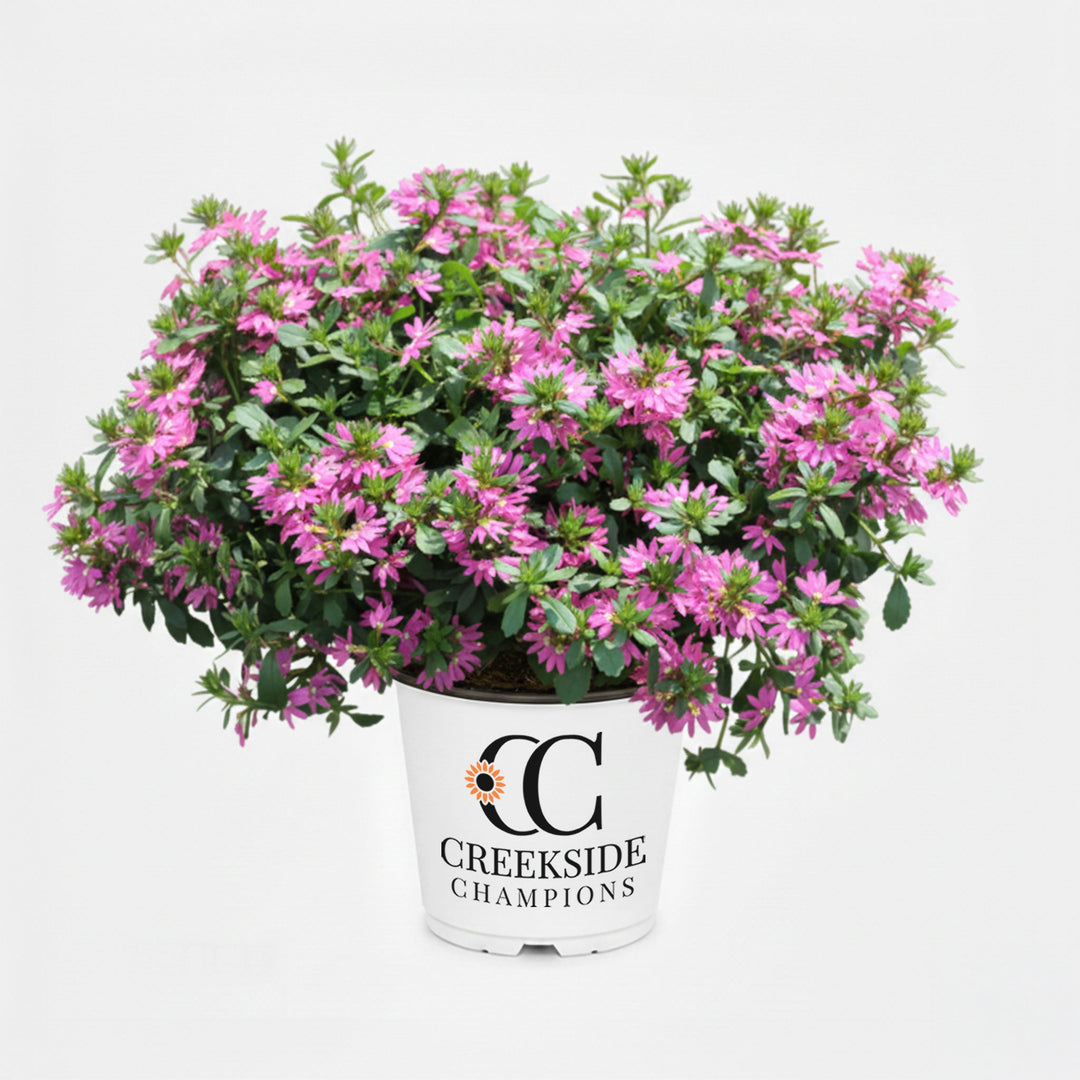 Surdiva Fashion Pink' Scaevola | Creekside Champions™