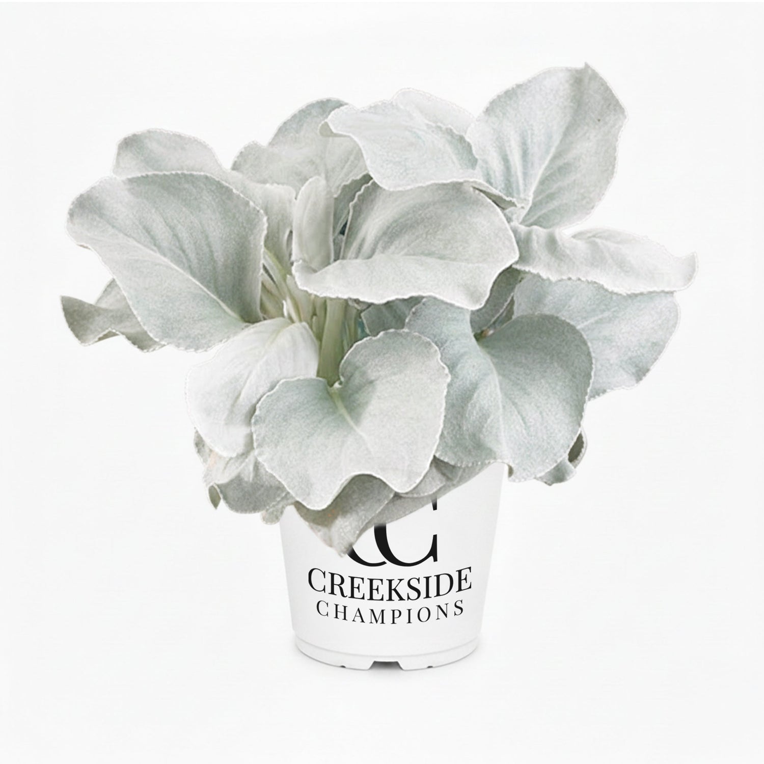 Angel Wings® Senecio | Creekside Champions™