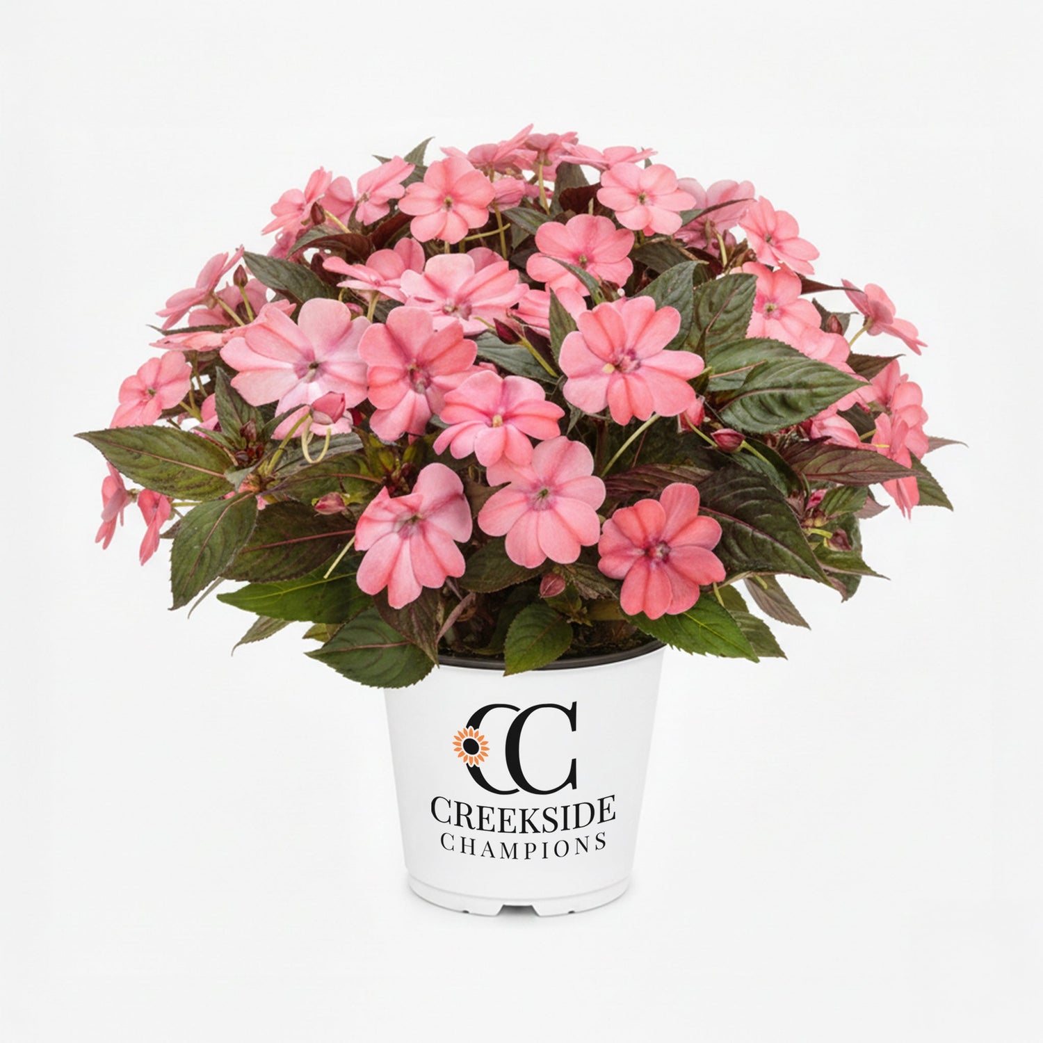 SunPatiens® 'Compact Pink Flash' Impatiens | Creekside Champions™