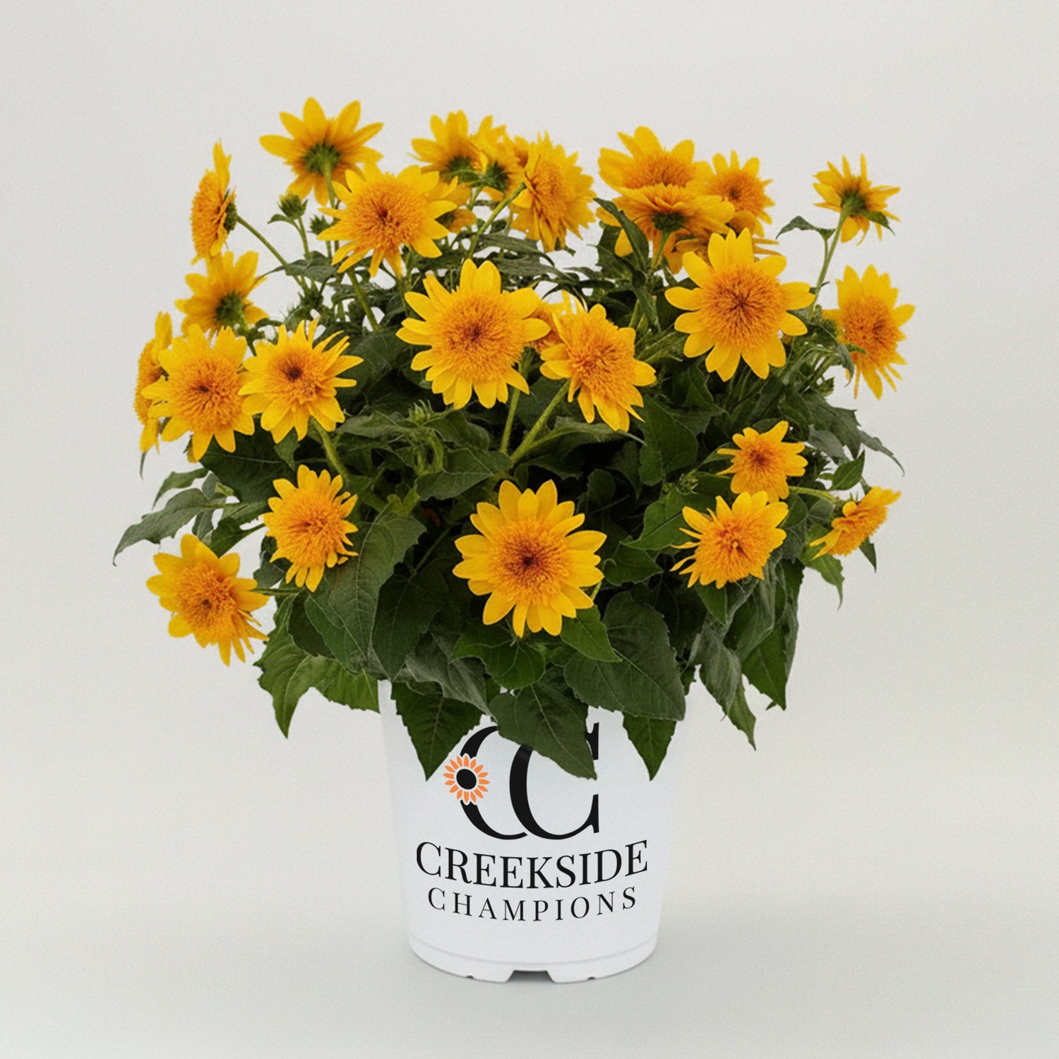 Sunfinity® Double Yellow Sunflower | Creekside Champions™