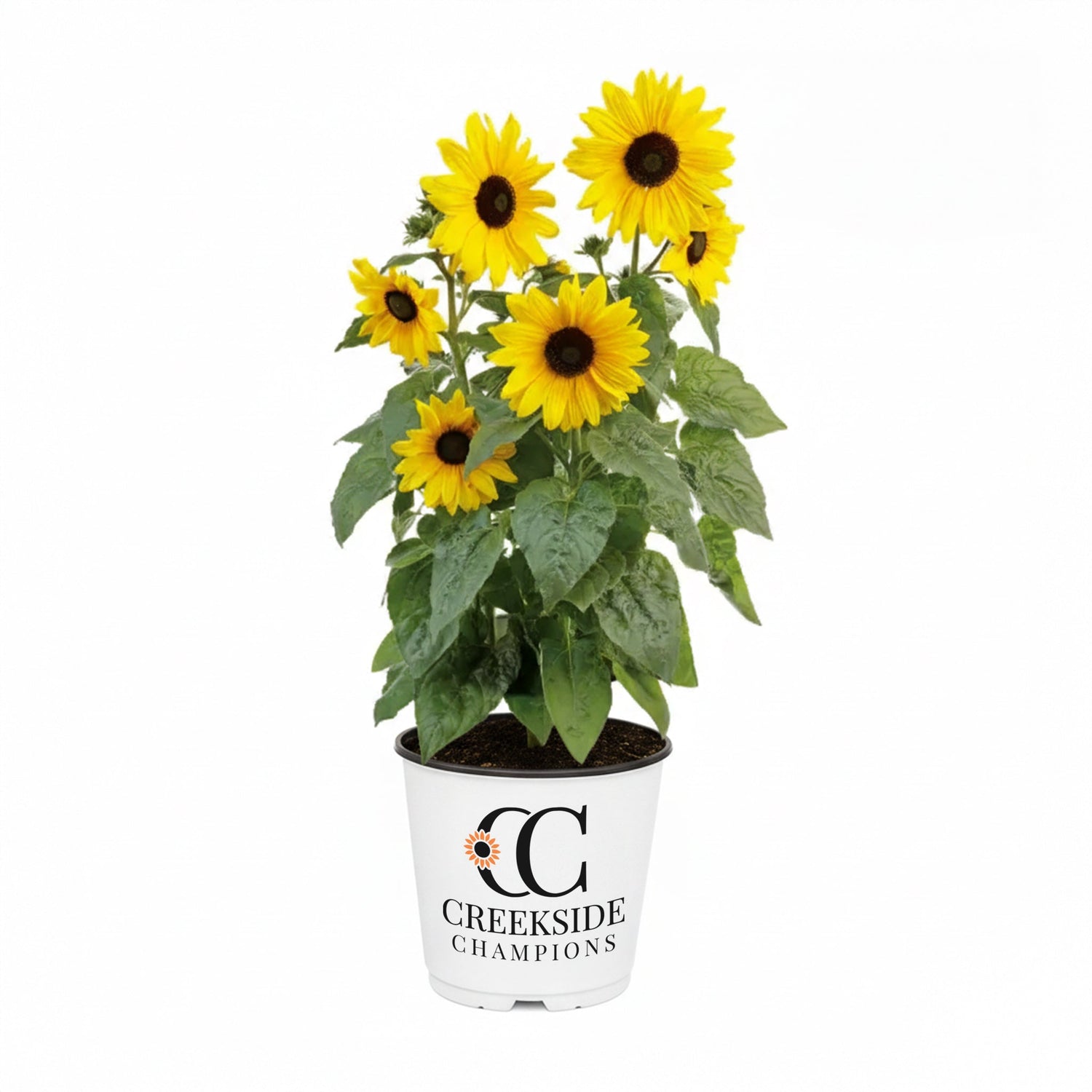 Sunfinity® Yellow Dark Center Sunflower | Creekside Champions™
