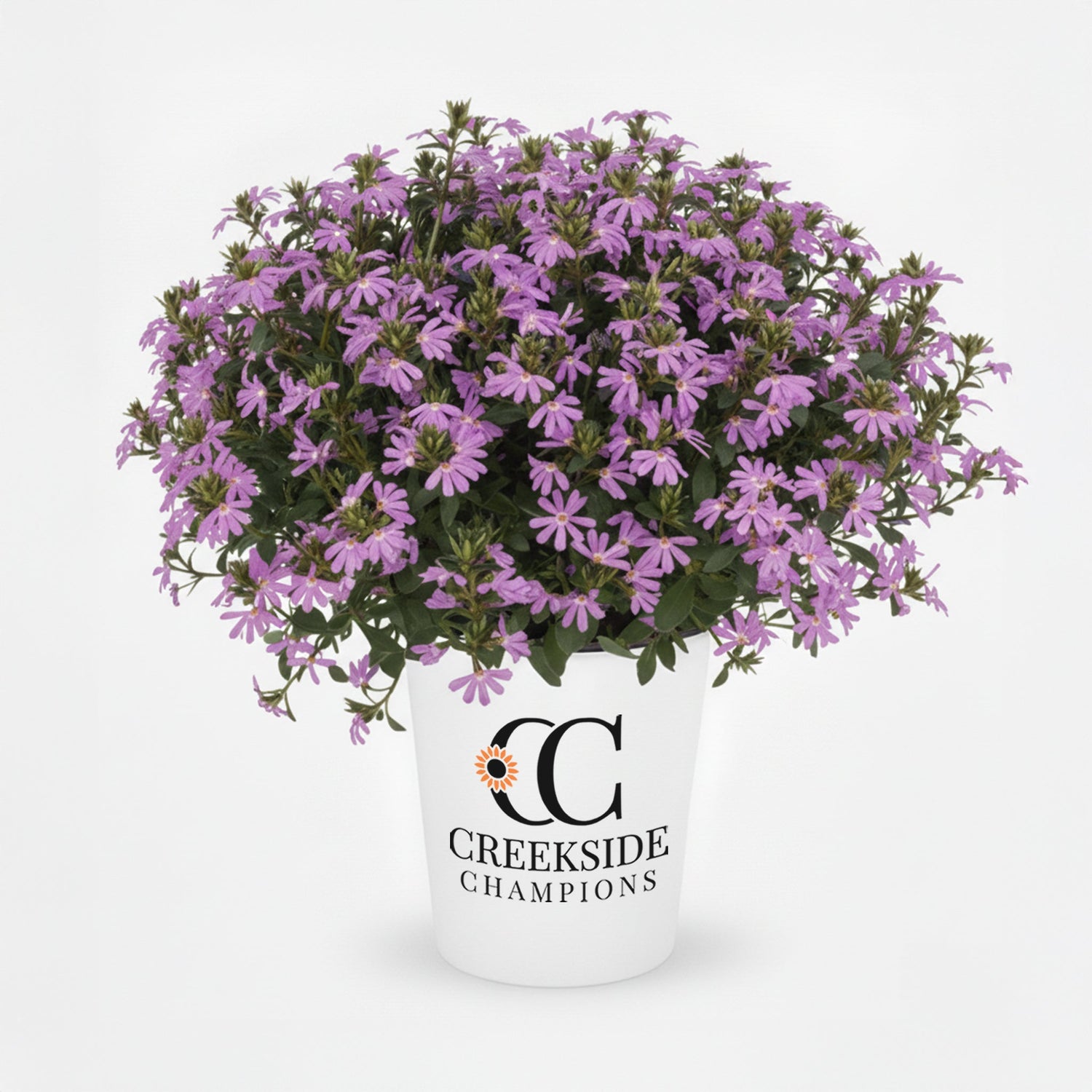 Surdiva Lilac Mist' Scaevola | Creekside Champions™