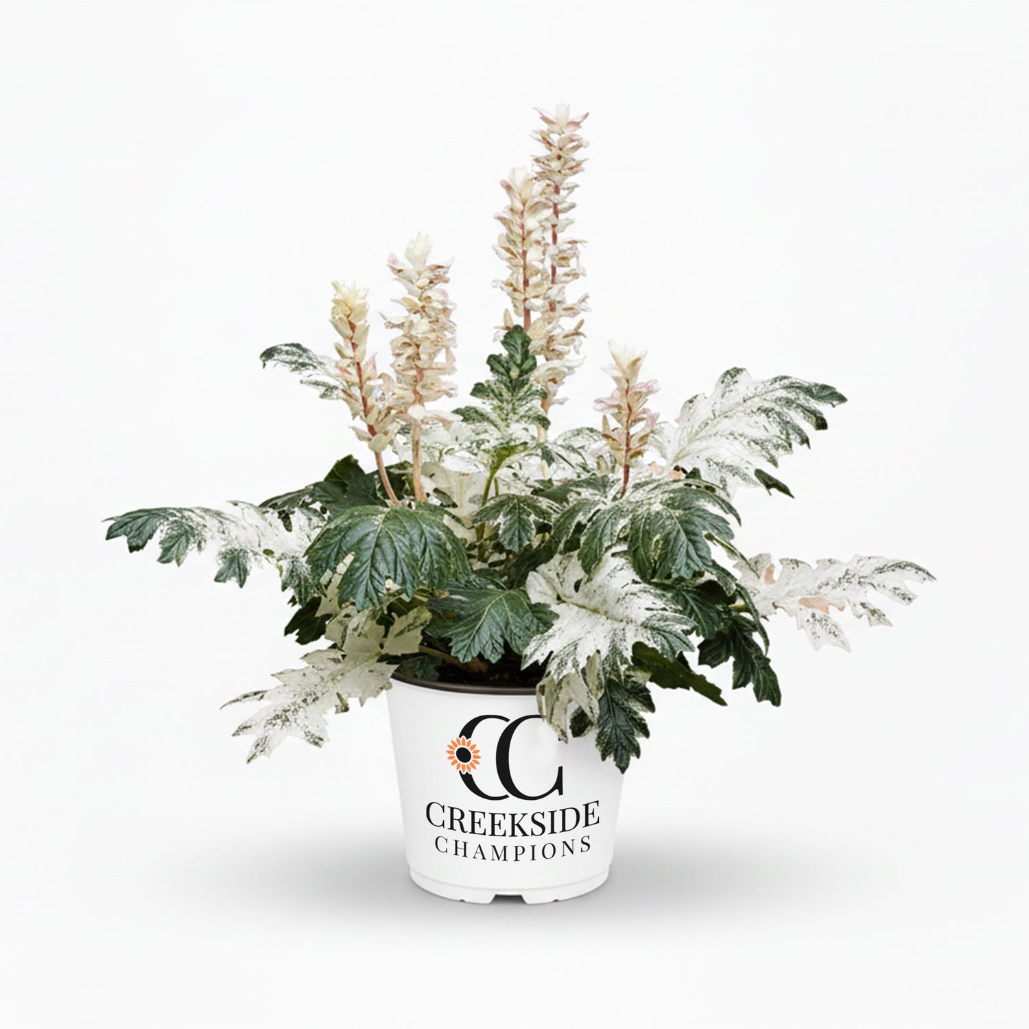 ‘Whitewater’ Acanthus | Creekside Champions™
