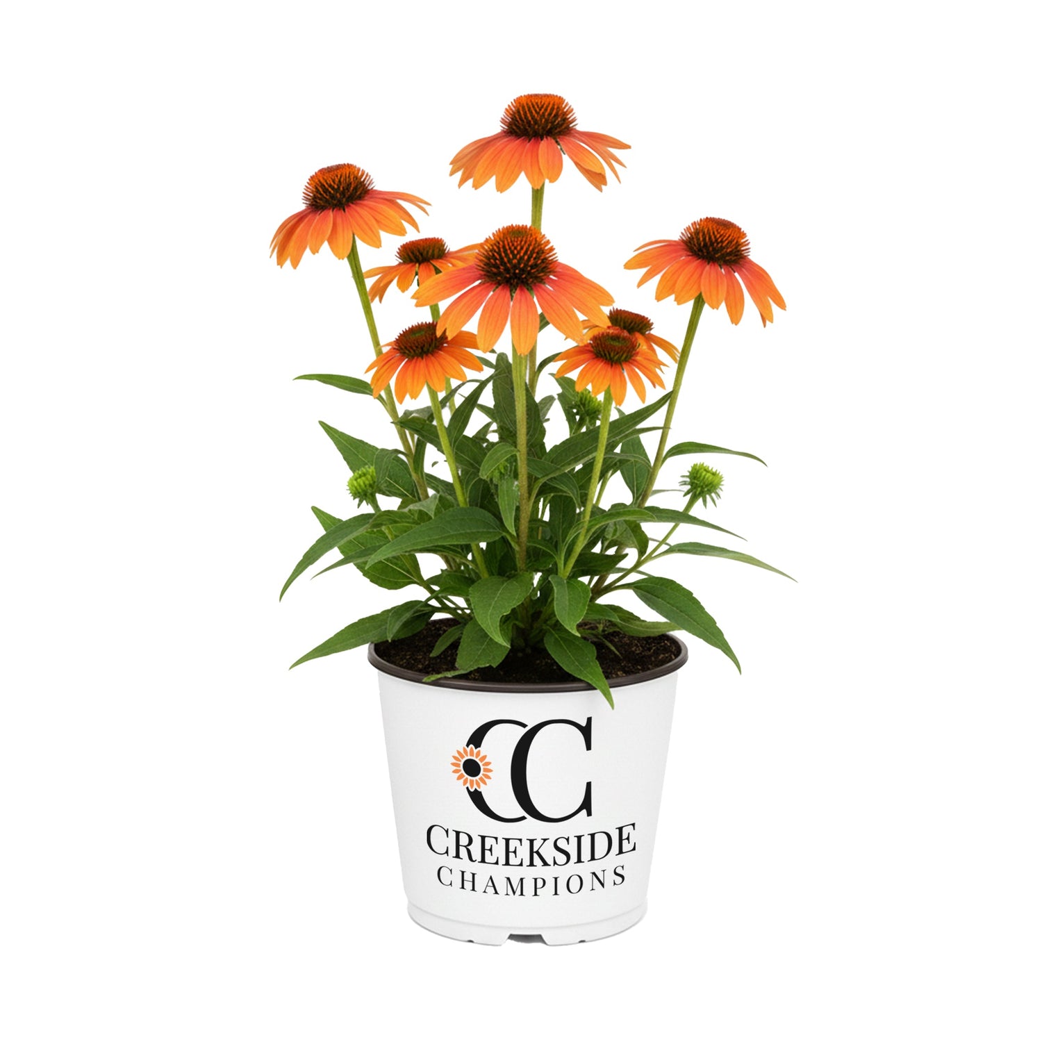 'Tangerine Dream' Echinacea (Coneflower) | Creekside Champions™