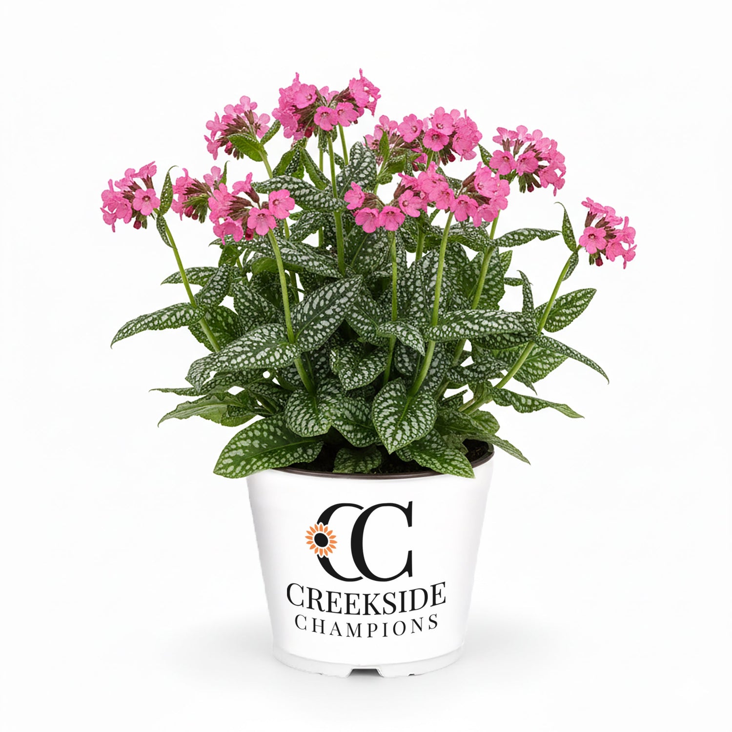 ‘Shrimps on the Barbie’ Pulmonaria | Creekside Champions™