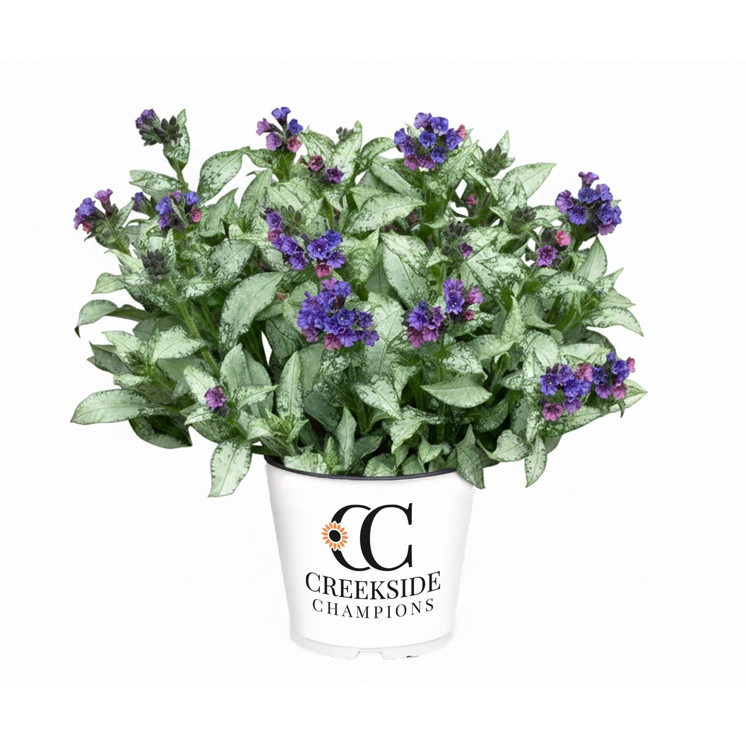 'Silver Scimitar' Pulmonaria (Lungwort) | Creekside Champions™