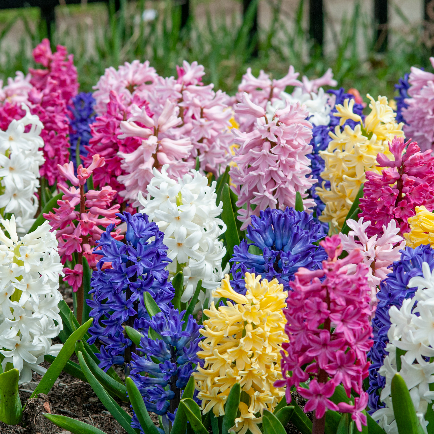 Hyacinth Mix