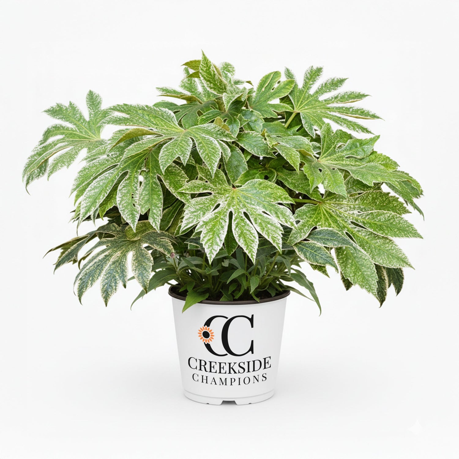 ‘Spider’s Web’ Fatsia Japonica | Creekside Champions™