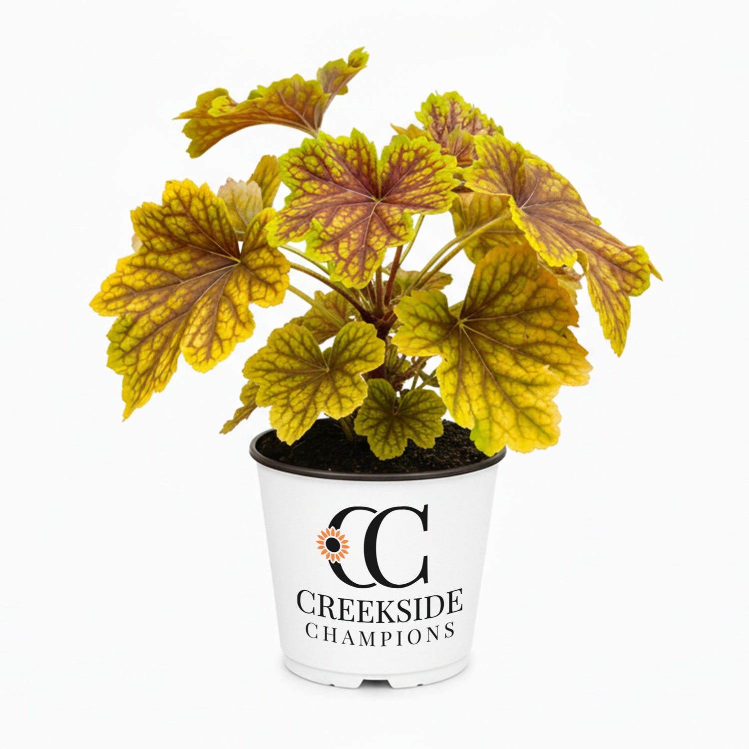 ‘Red Lightning’ Heuchera | Creekside Champions™