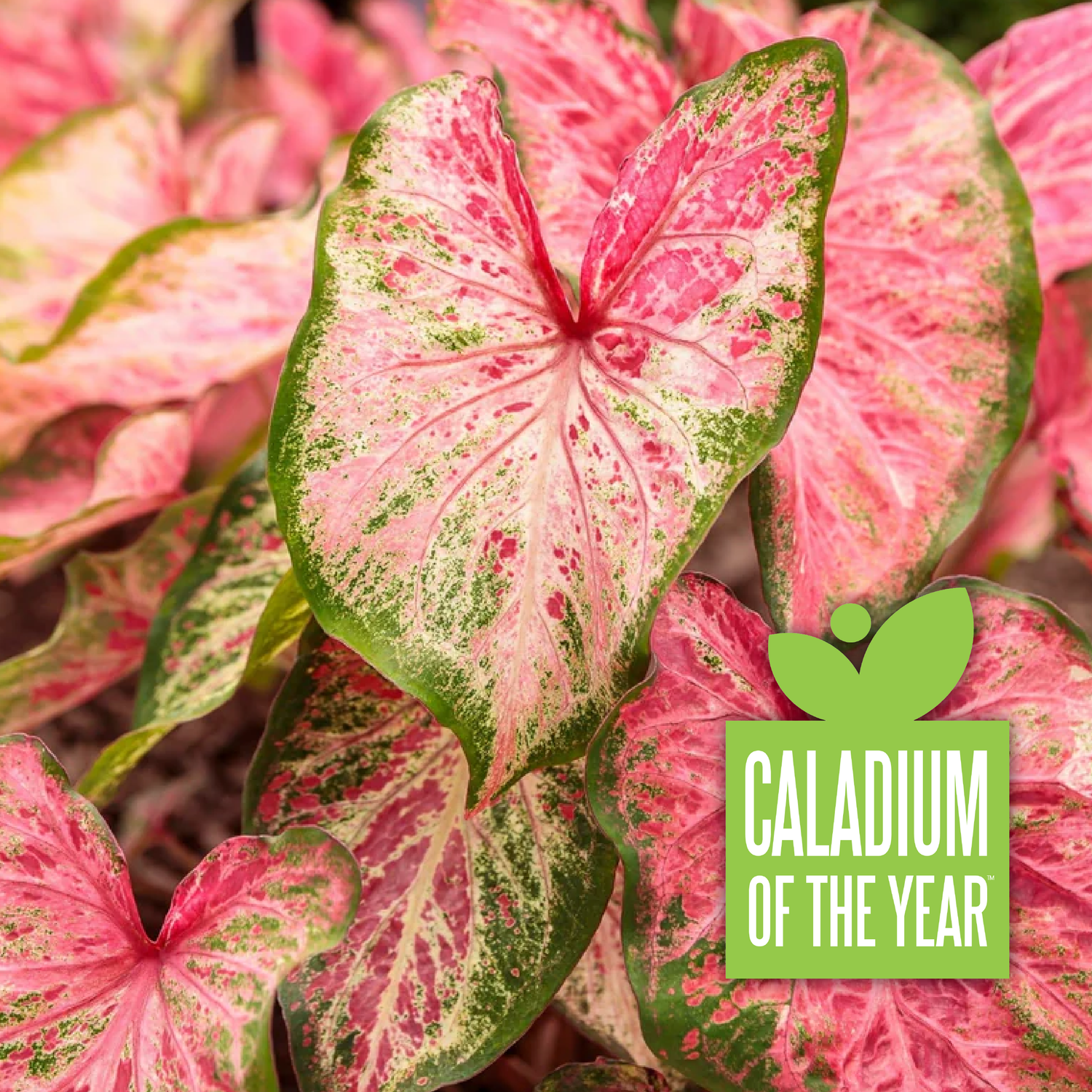 Heart to Heart® Blushing Bride Caladium | Proven Winners®