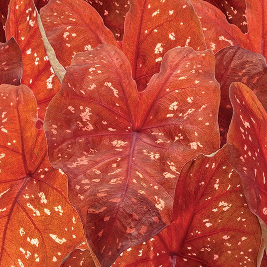 Heart to Heart® Burning Heart Caladium | Proven Winners®