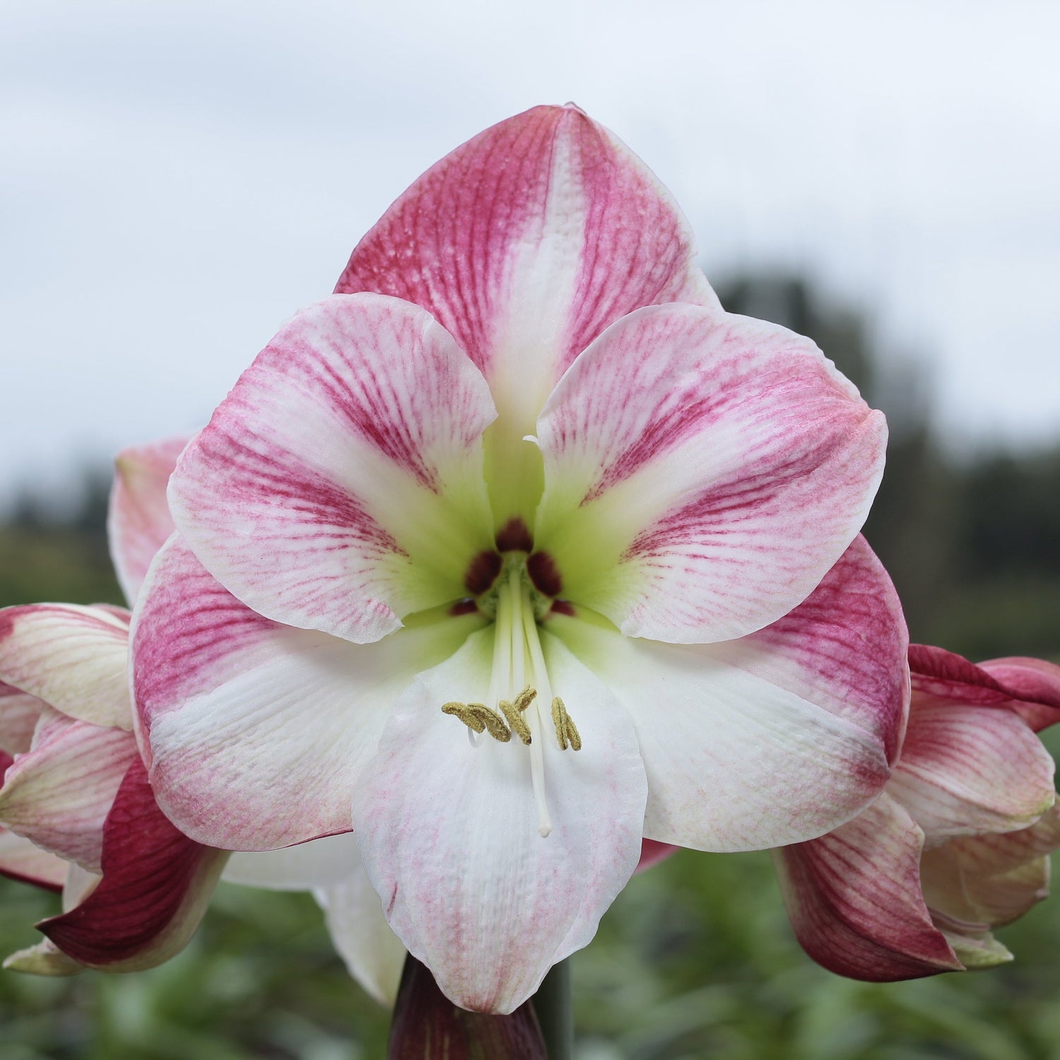Cherry Blossom Amaryllis – Gold Glitter