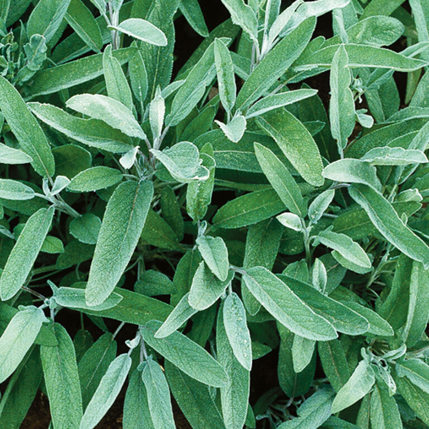 Common Sage Organic Herb Seeds