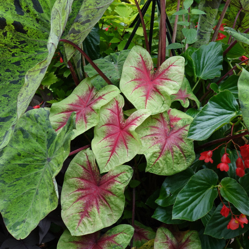 Heart to Heart® Lemon Blush Caladium | Proven Winners®