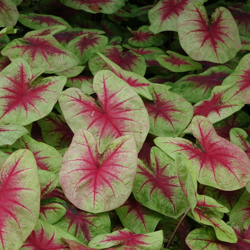 Heart to Heart® Lemon Blush Caladium | Proven Winners®