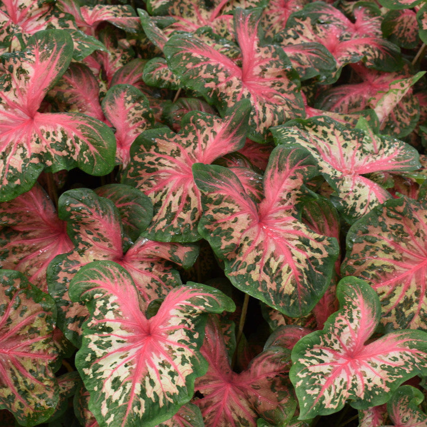 Heart to Heart® Clowning Around Caladium | Proven Winners®