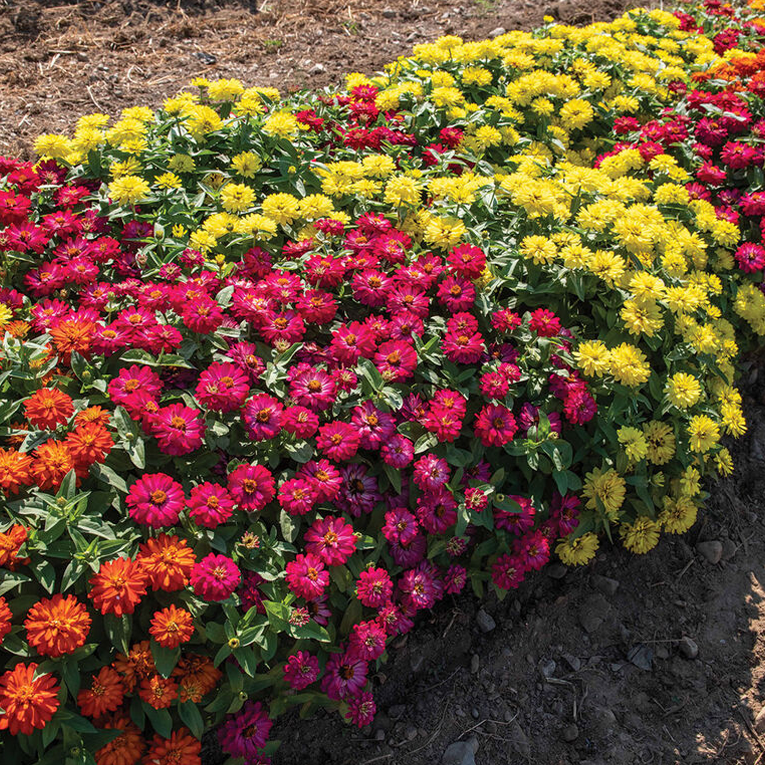 Double Zahara™ Brilliant Mixture Zinnia Seeds