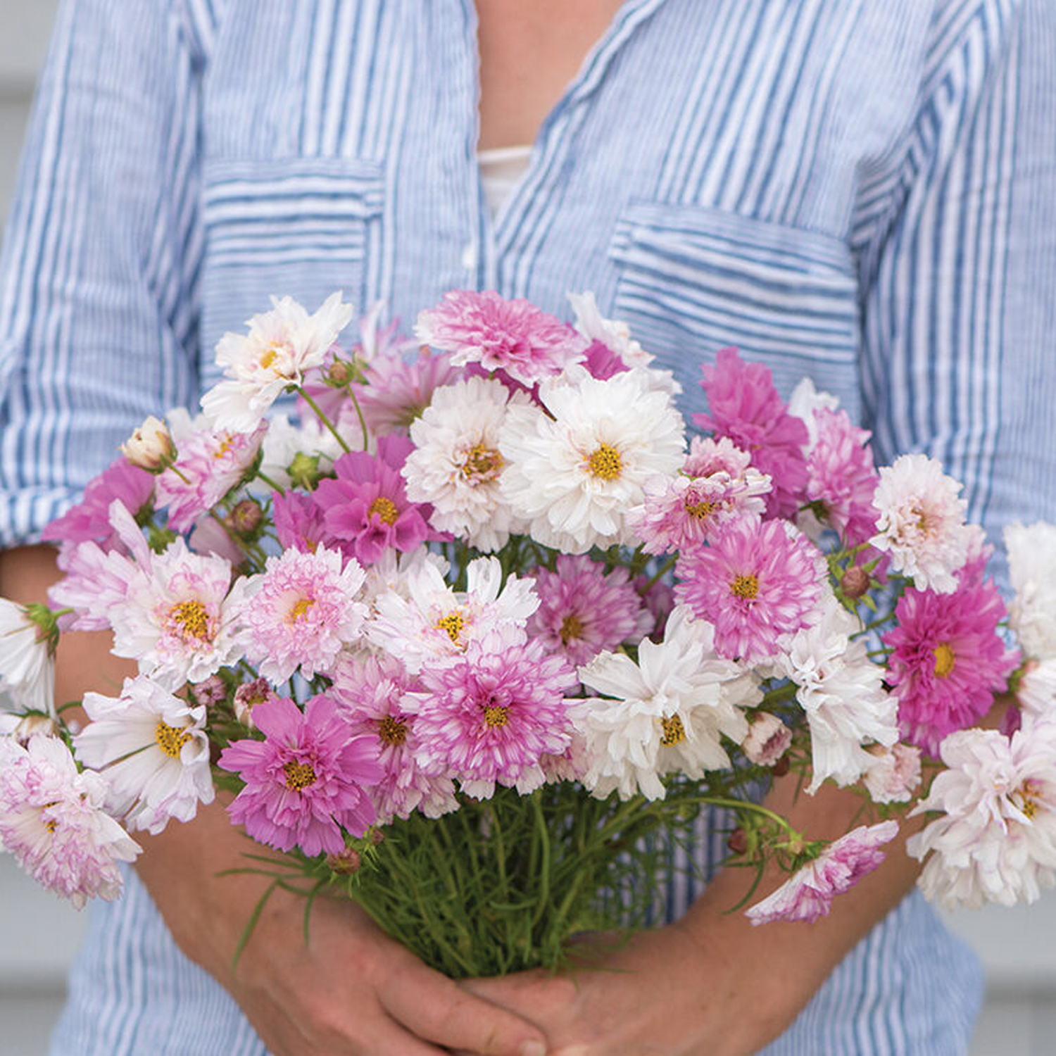 Double Click Bicolor Pink Cosmos Seeds