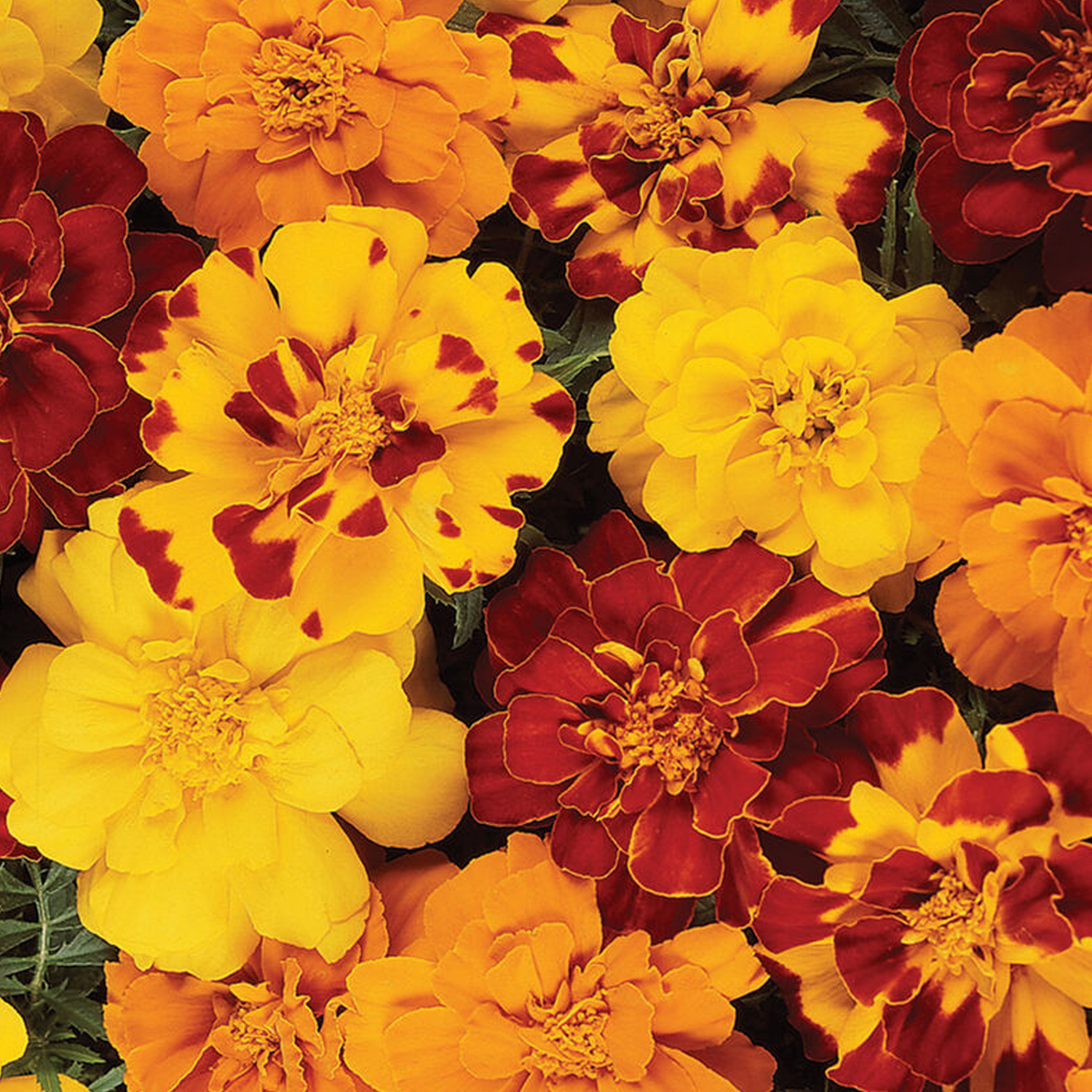 Durango Outback Mix Marigolds Seeds