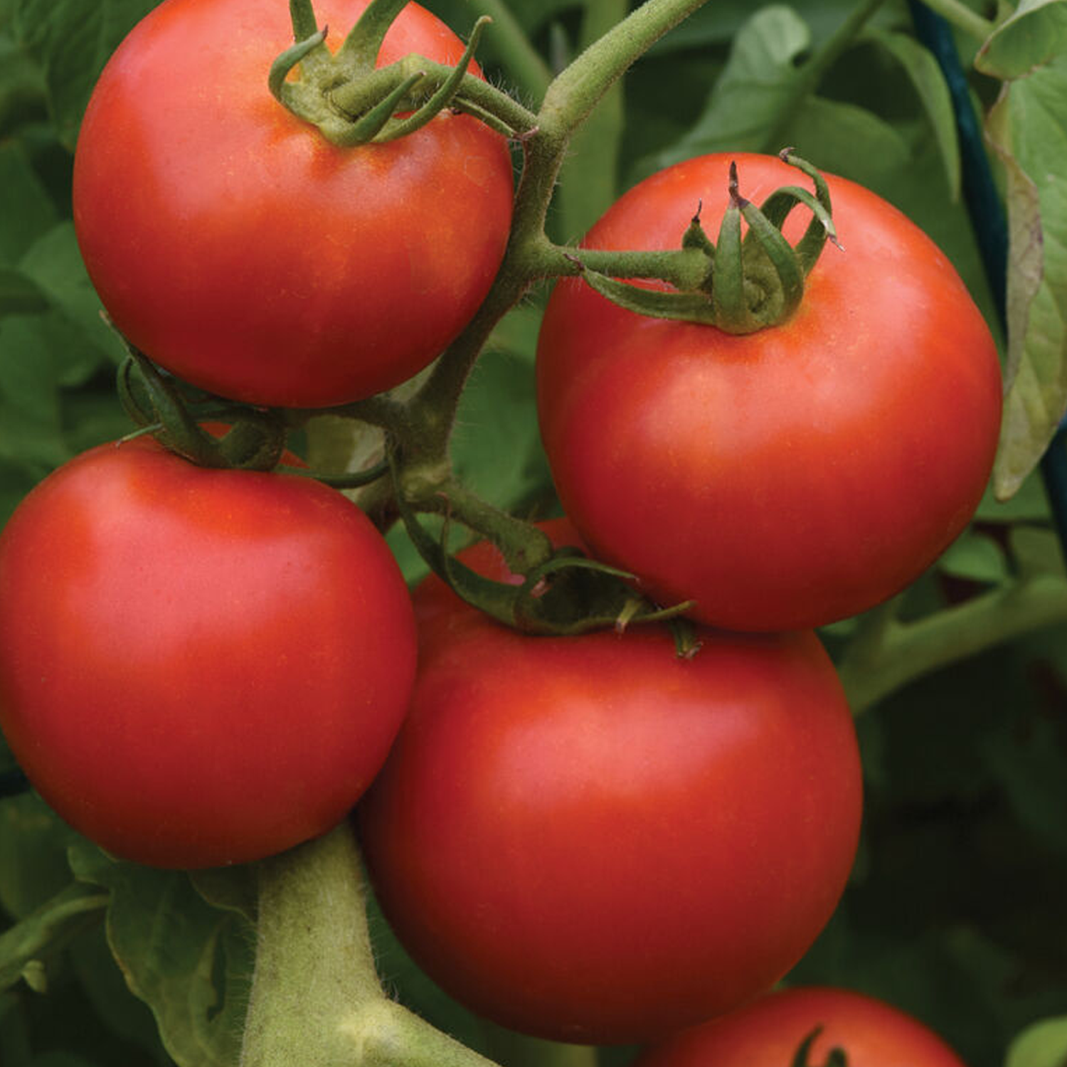 Early Girl Tomato Seeds