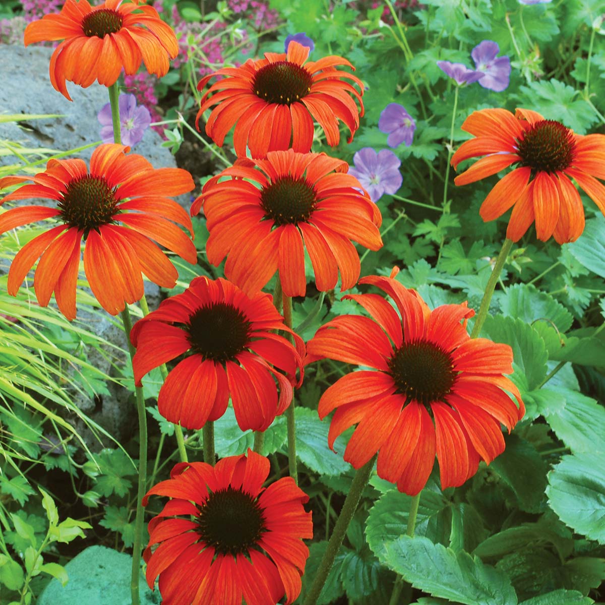 'Tangerine Dream' Echinacea (Coneflower) | Creekside Champions™