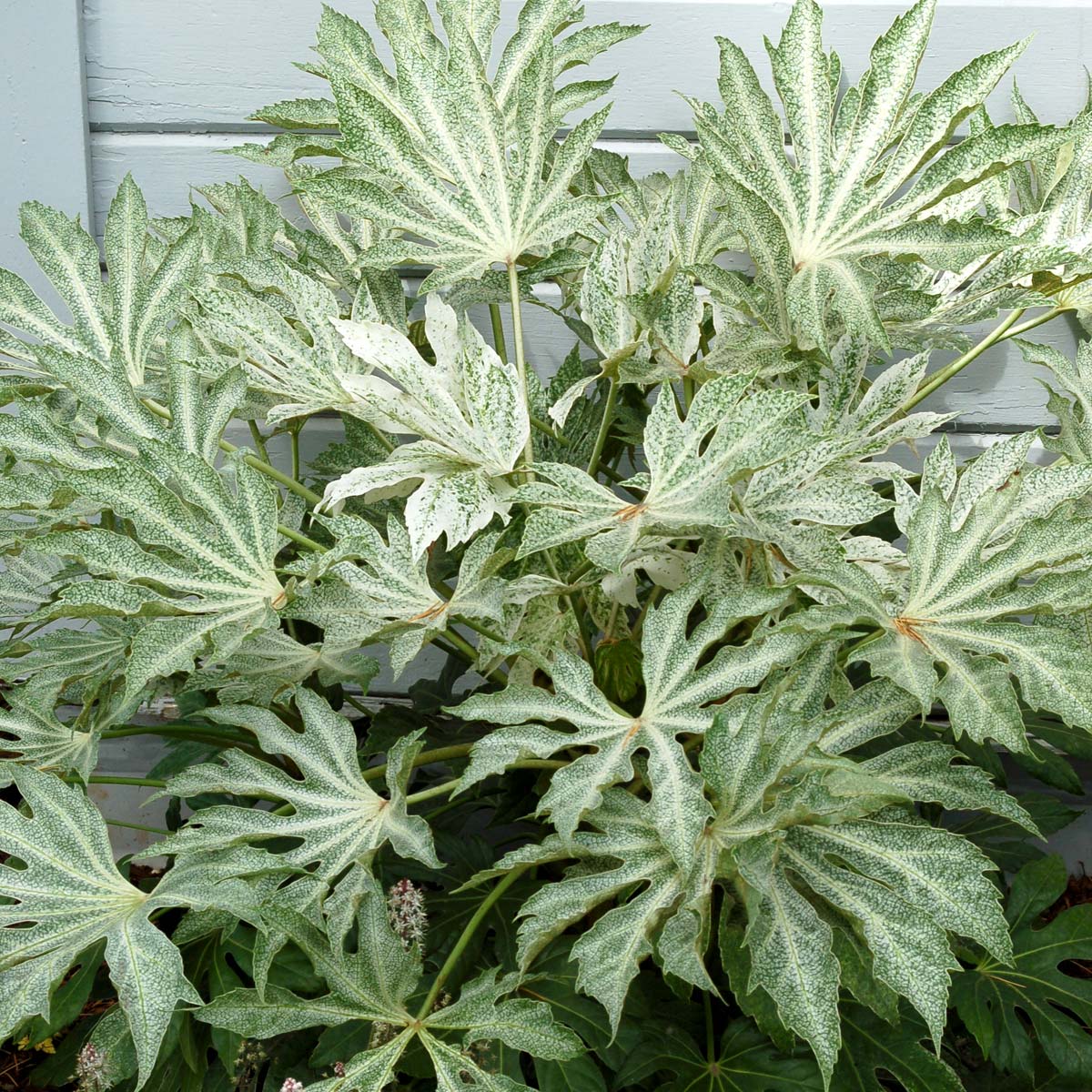 ‘Spider’s Web’ Fatsia Japonica | Creekside Champions™