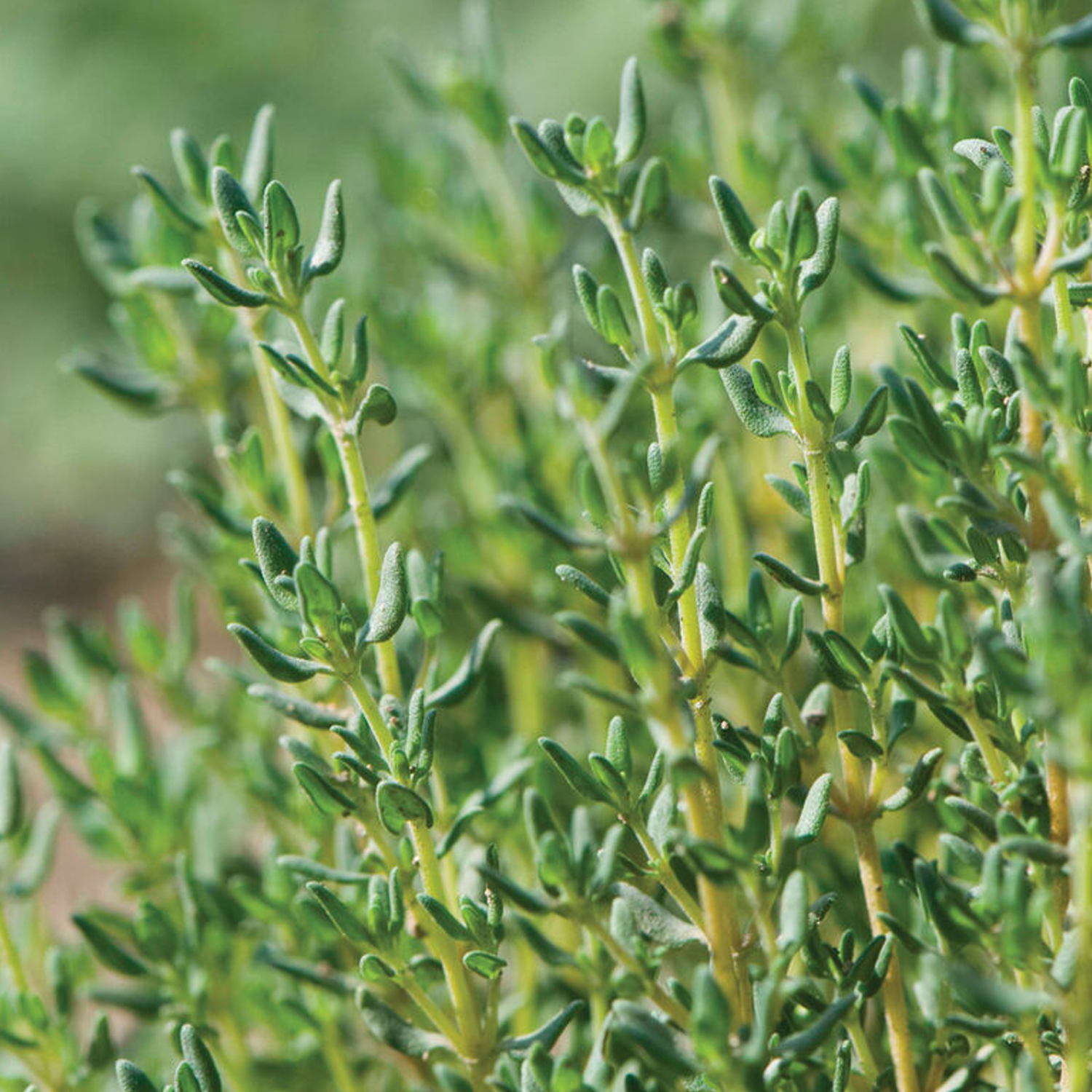 German Winter Organic Thyme Seeds