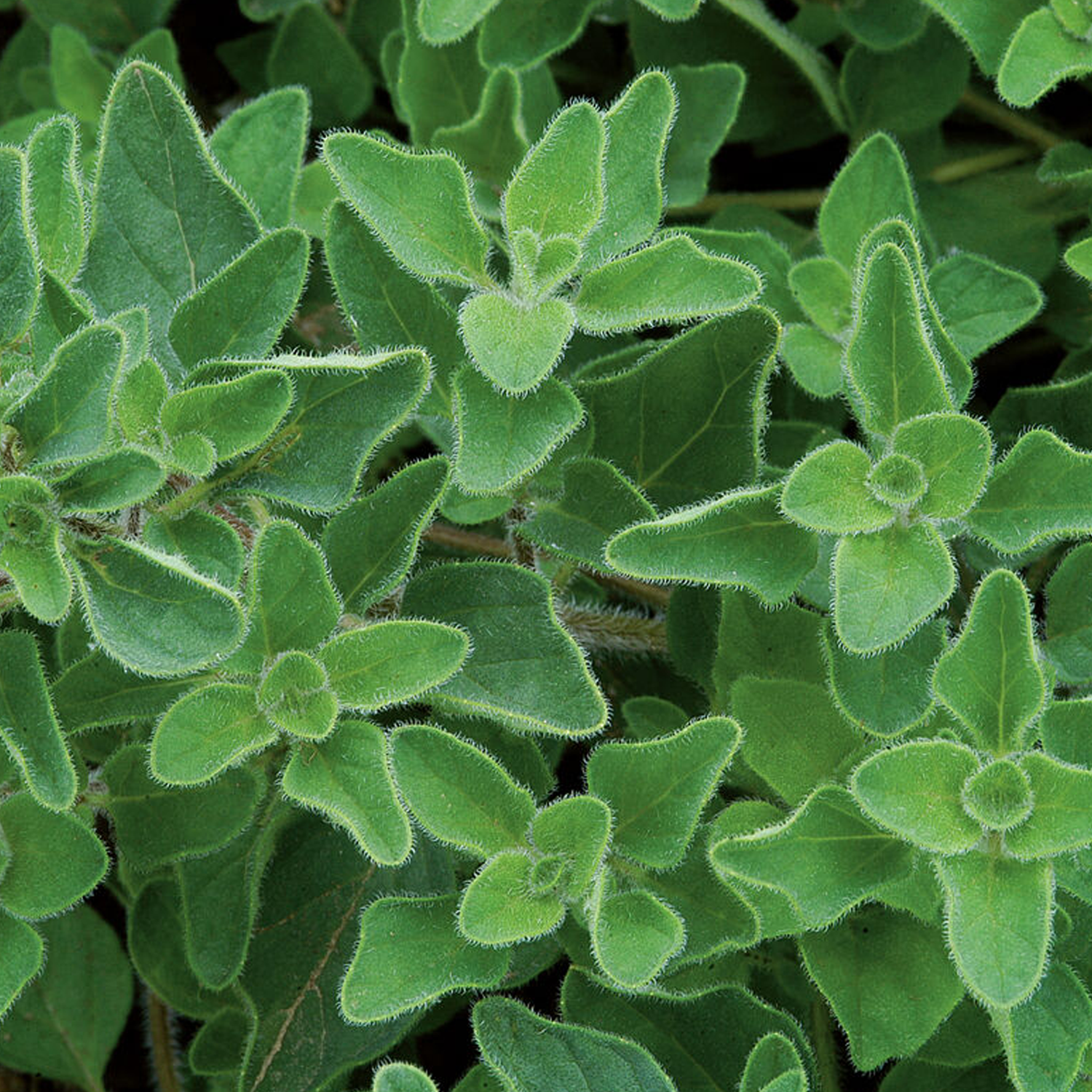 Greek Oregano Organic Herb Seeds