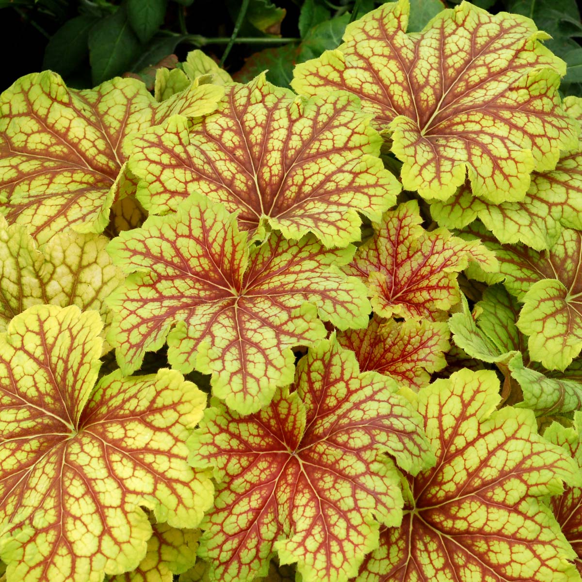 ‘Red Lightning’ Heuchera | Creekside Champions™