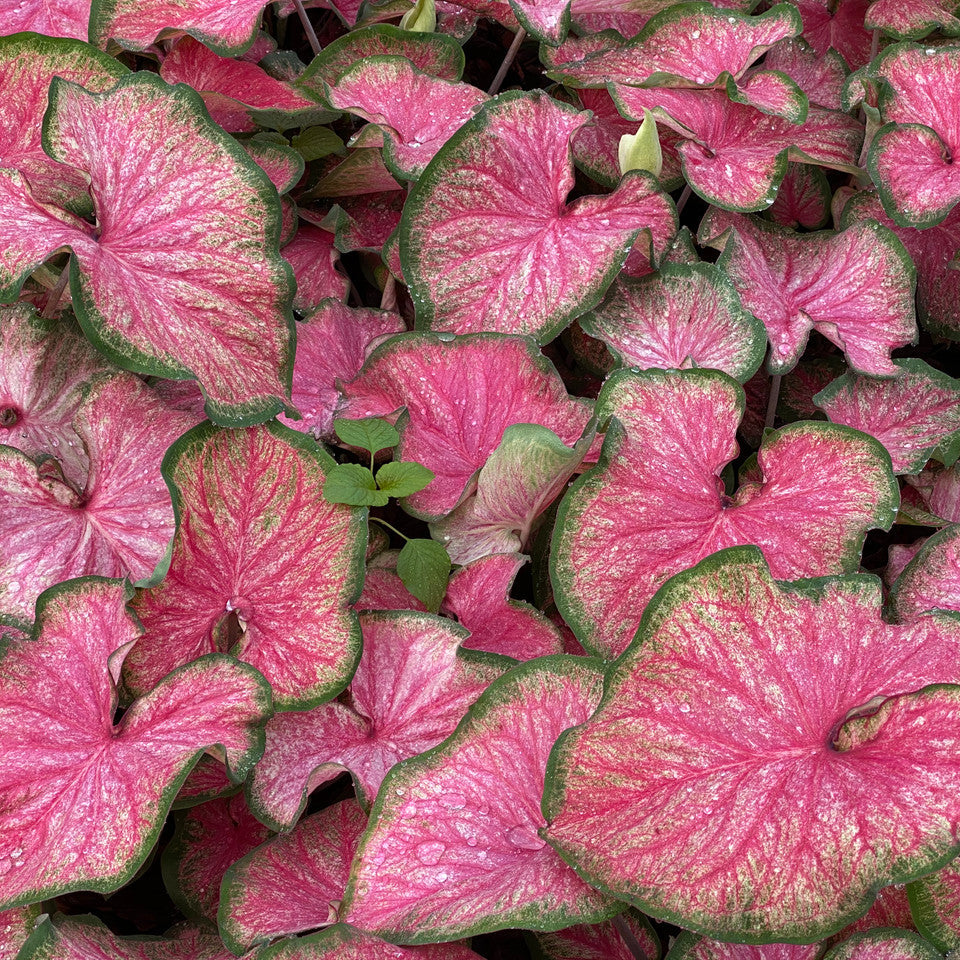 Heart to Heart® Tickle Me Pink Caladium | Proven Winners®