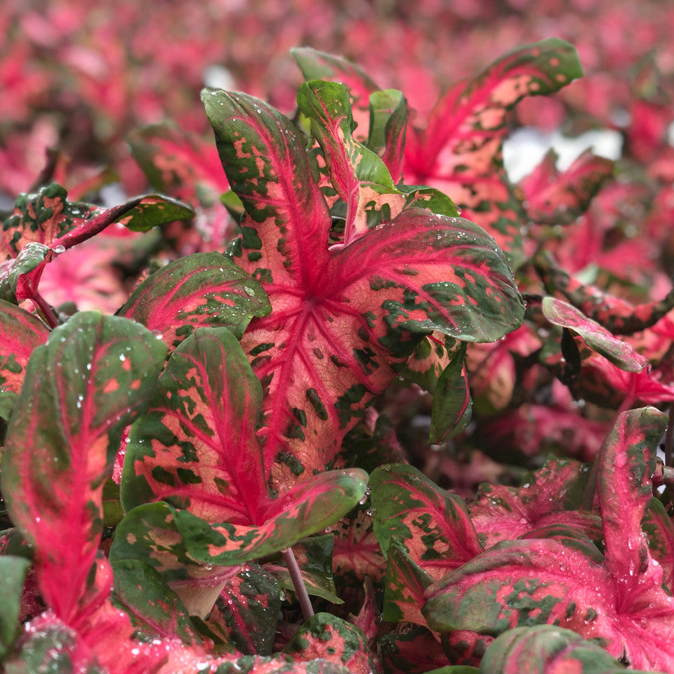 Heart to Heart® Clowning Around Caladium | Proven Winners®