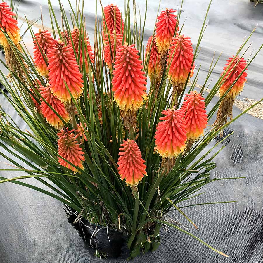 ‘Rocket Jr.’ Kniphofia | Creekside Champions™