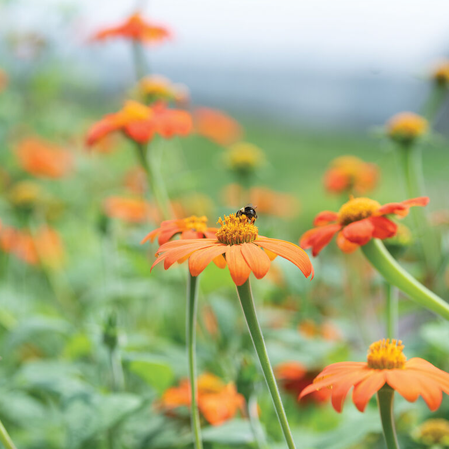 Mexican Sunflower Tithonia Seeds