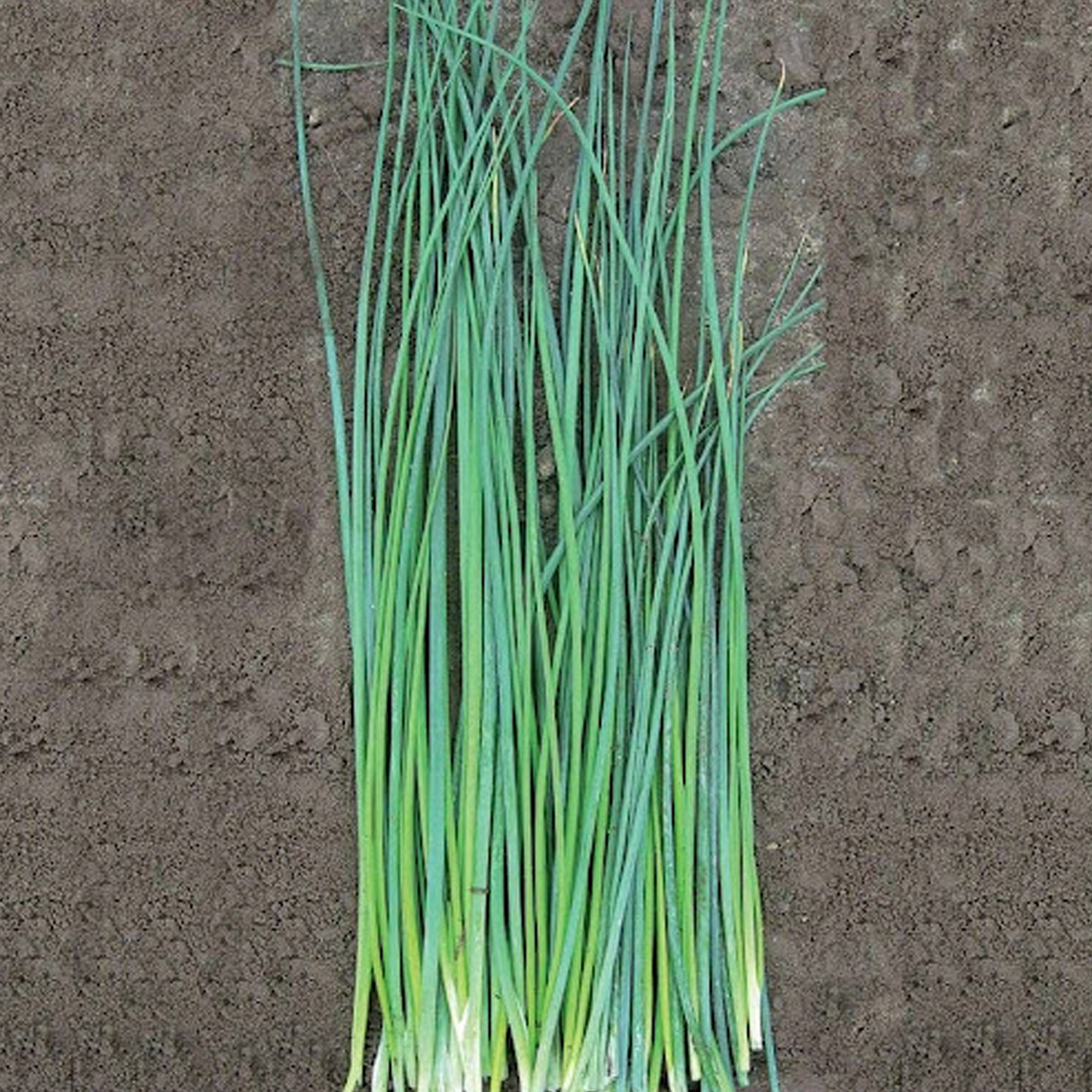 Nelly Organic Chive Seeds