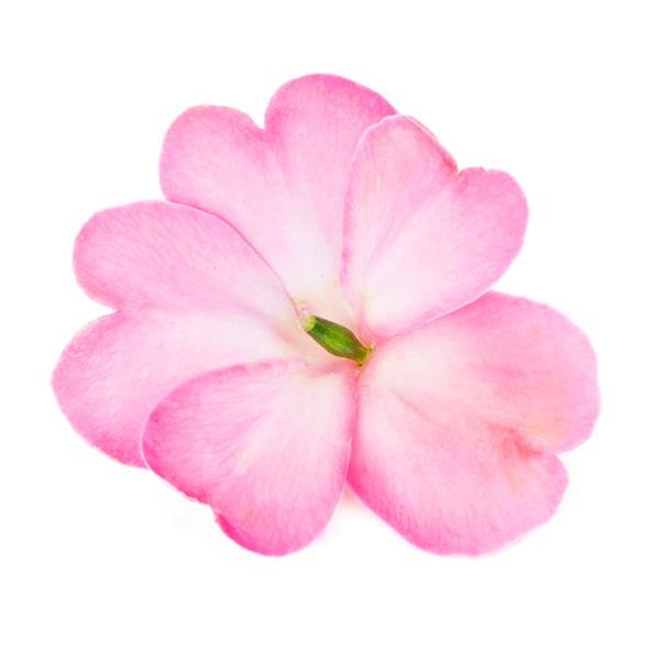 SunPatiens® 'Compact Pink Flash' Impatiens | Creekside Champions™