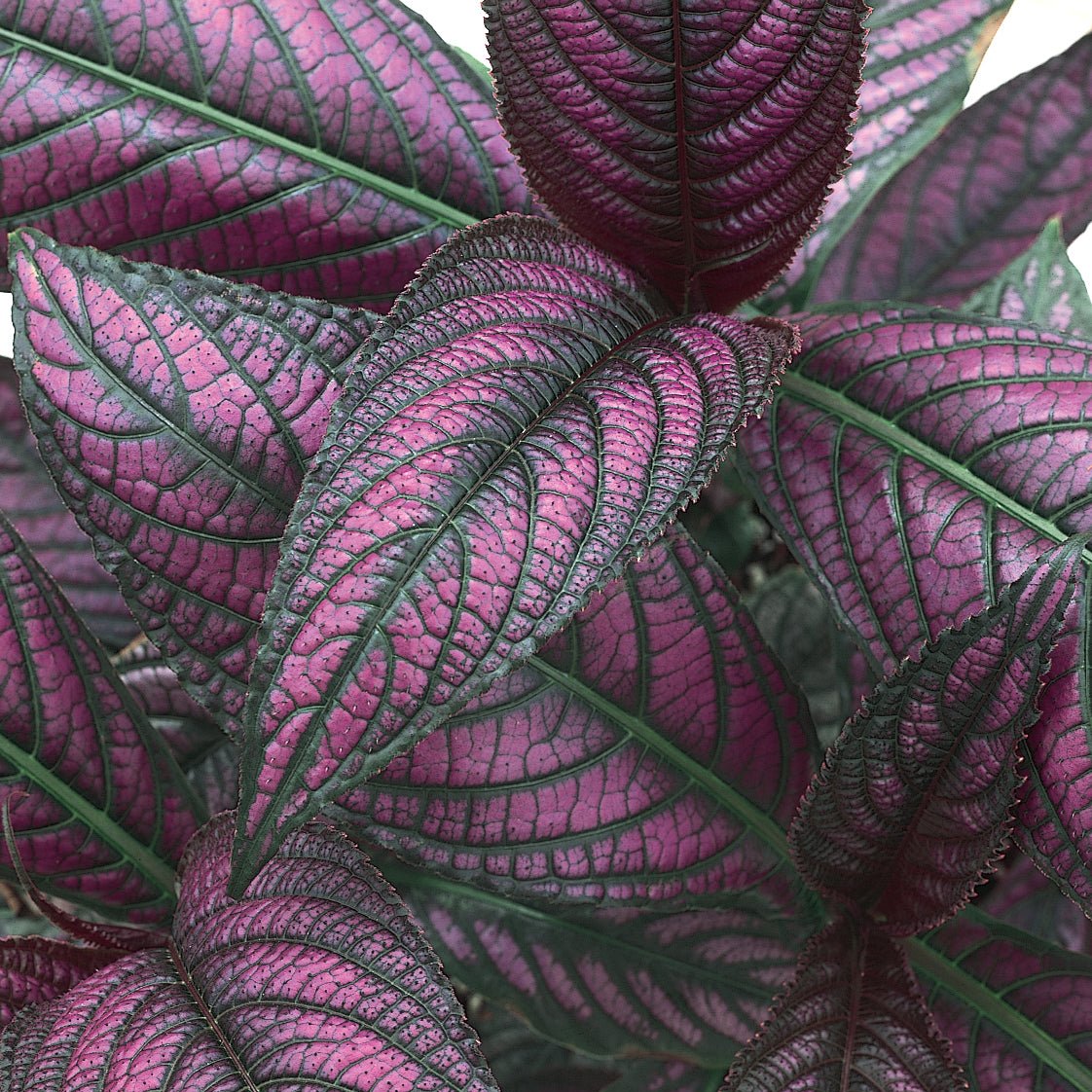 Proven Accents® Persian Shield