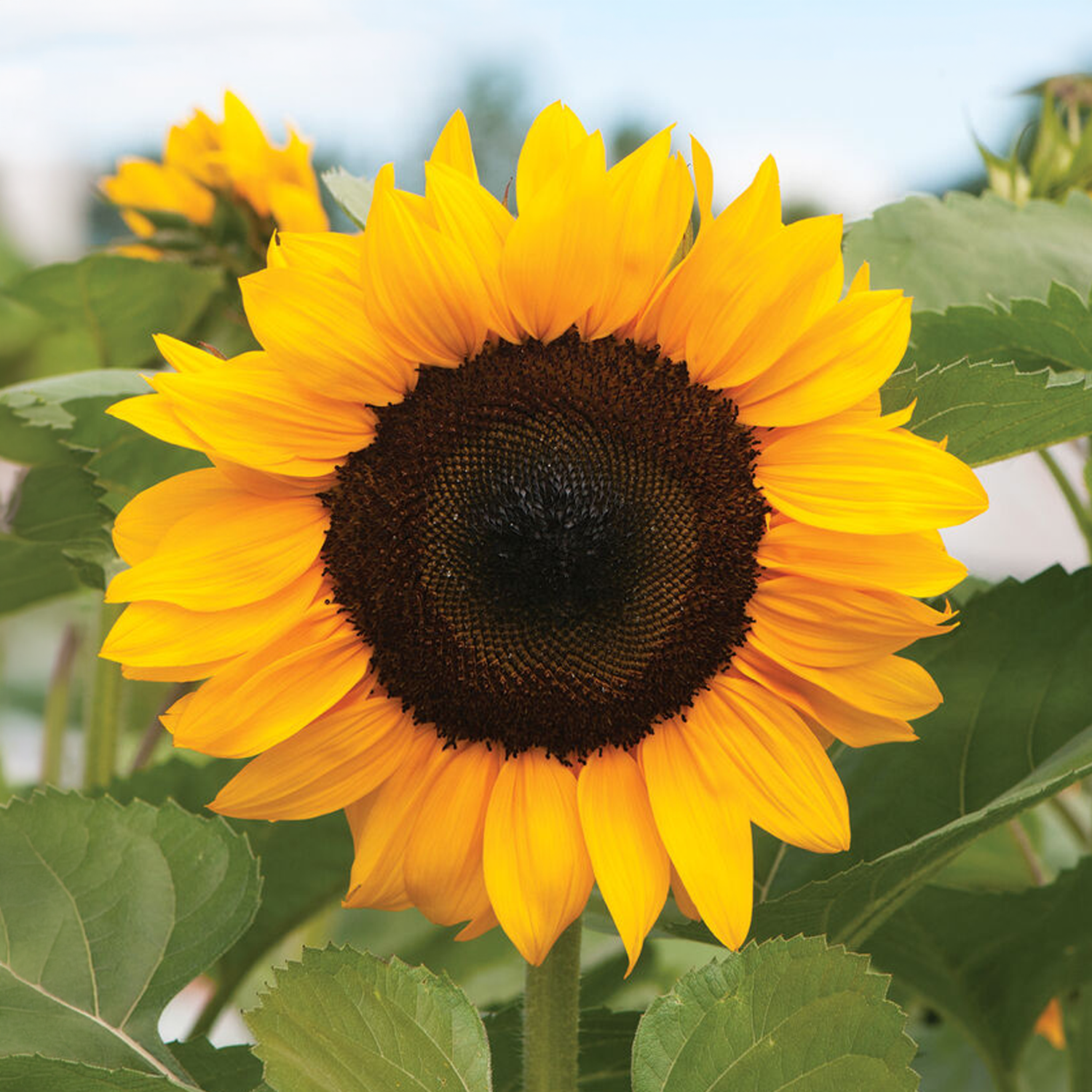 ProCut® Orange Sunflower Seeds