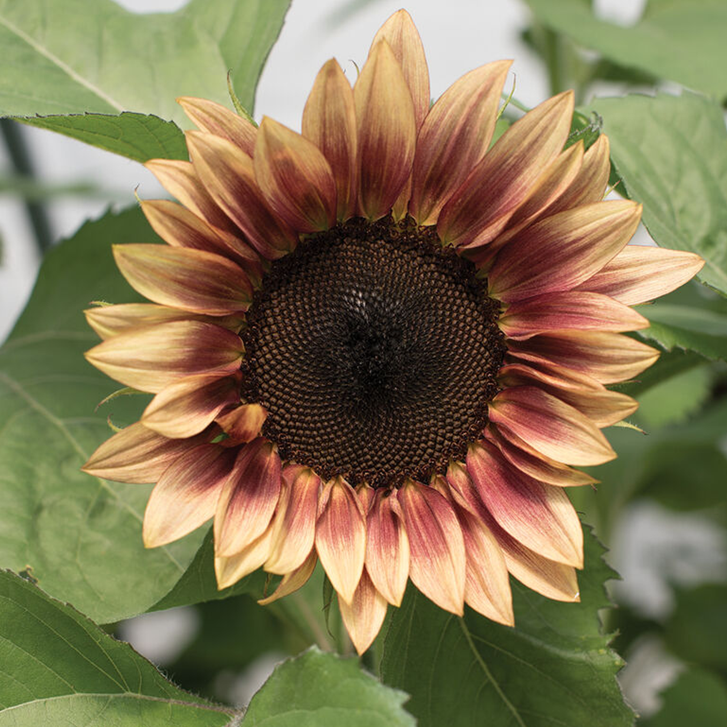 ProCut® Plum Sunflower Seeds