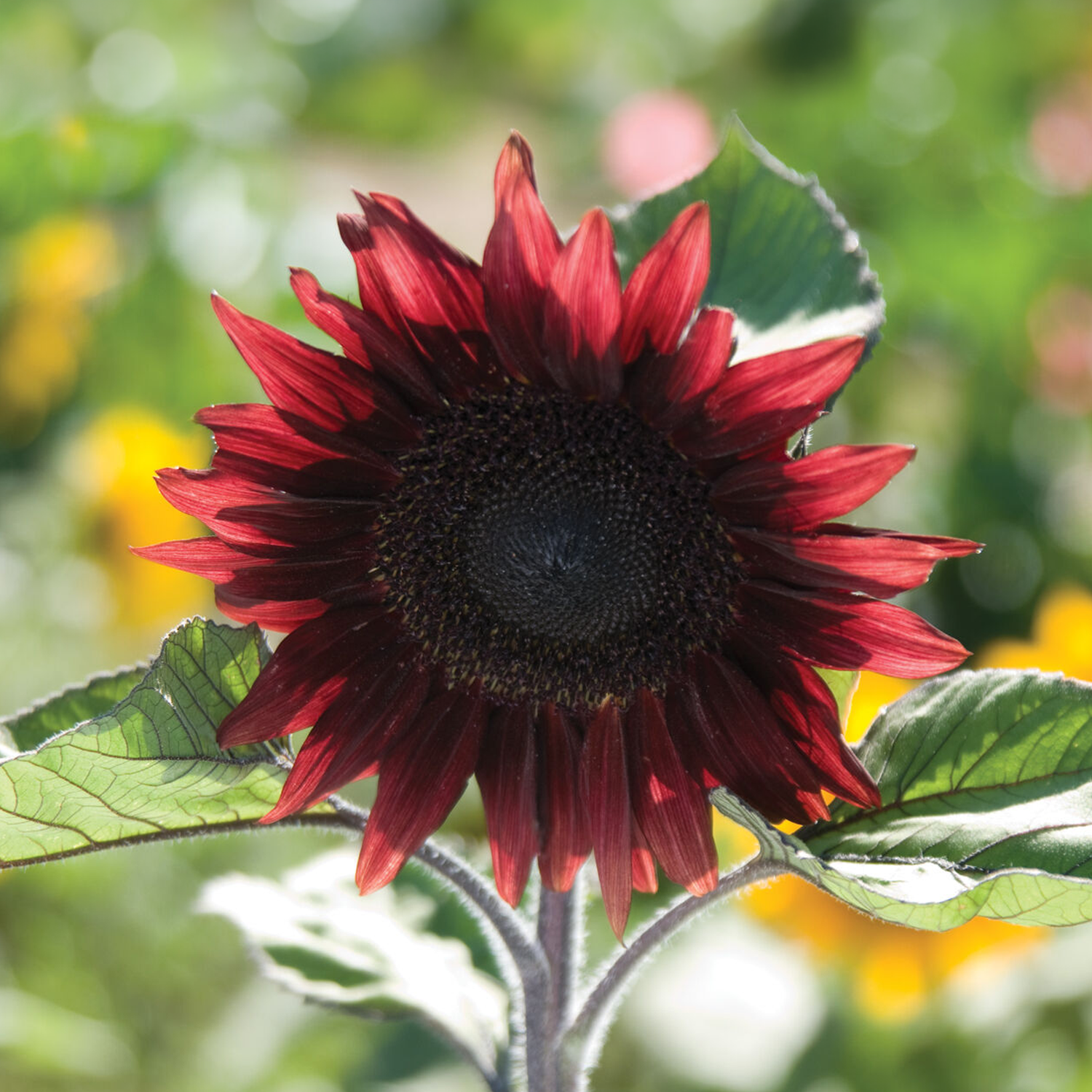 ProCut® Red Sunflower Seeds