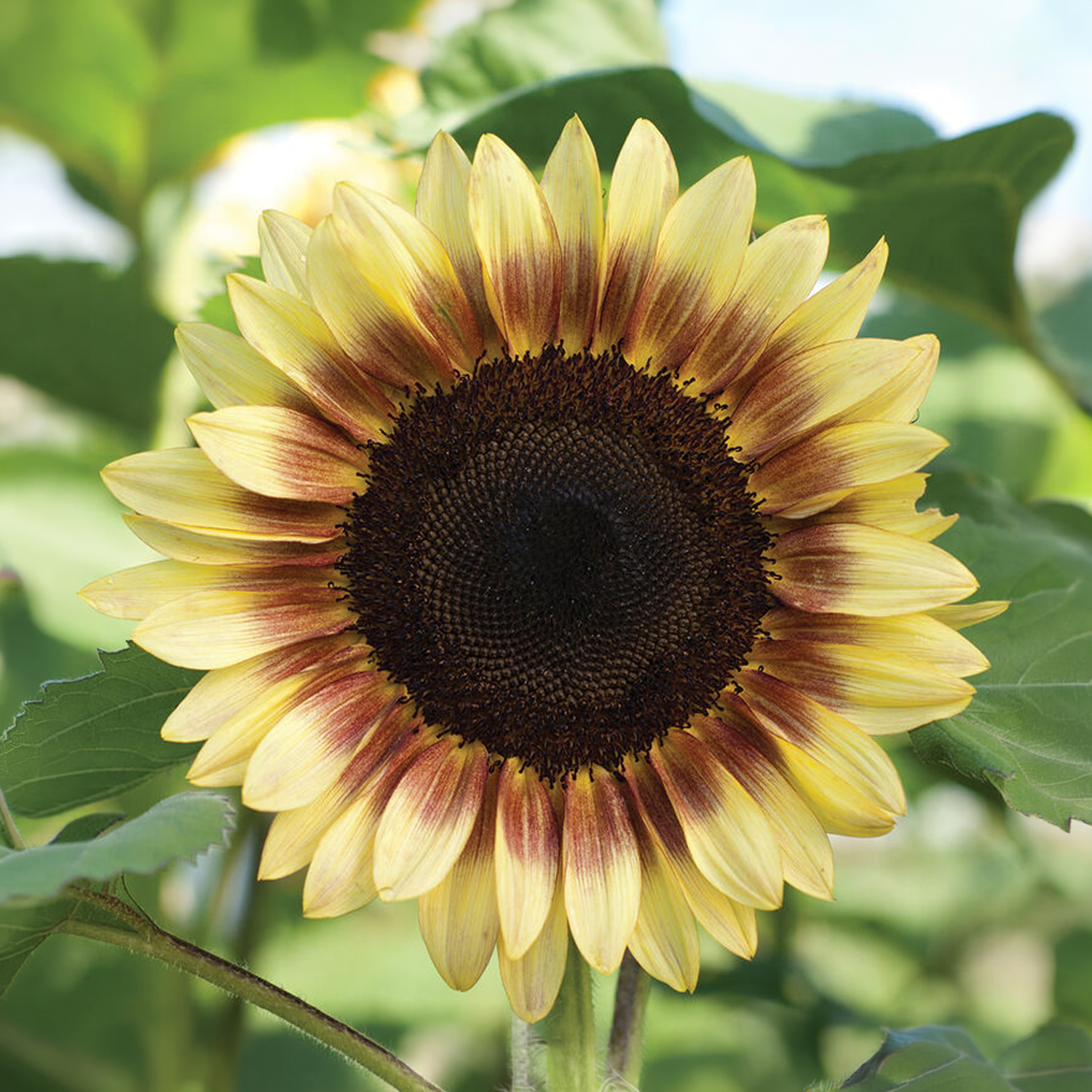 ProCut® Red/Lemon Bicolor Sunflower Seeds