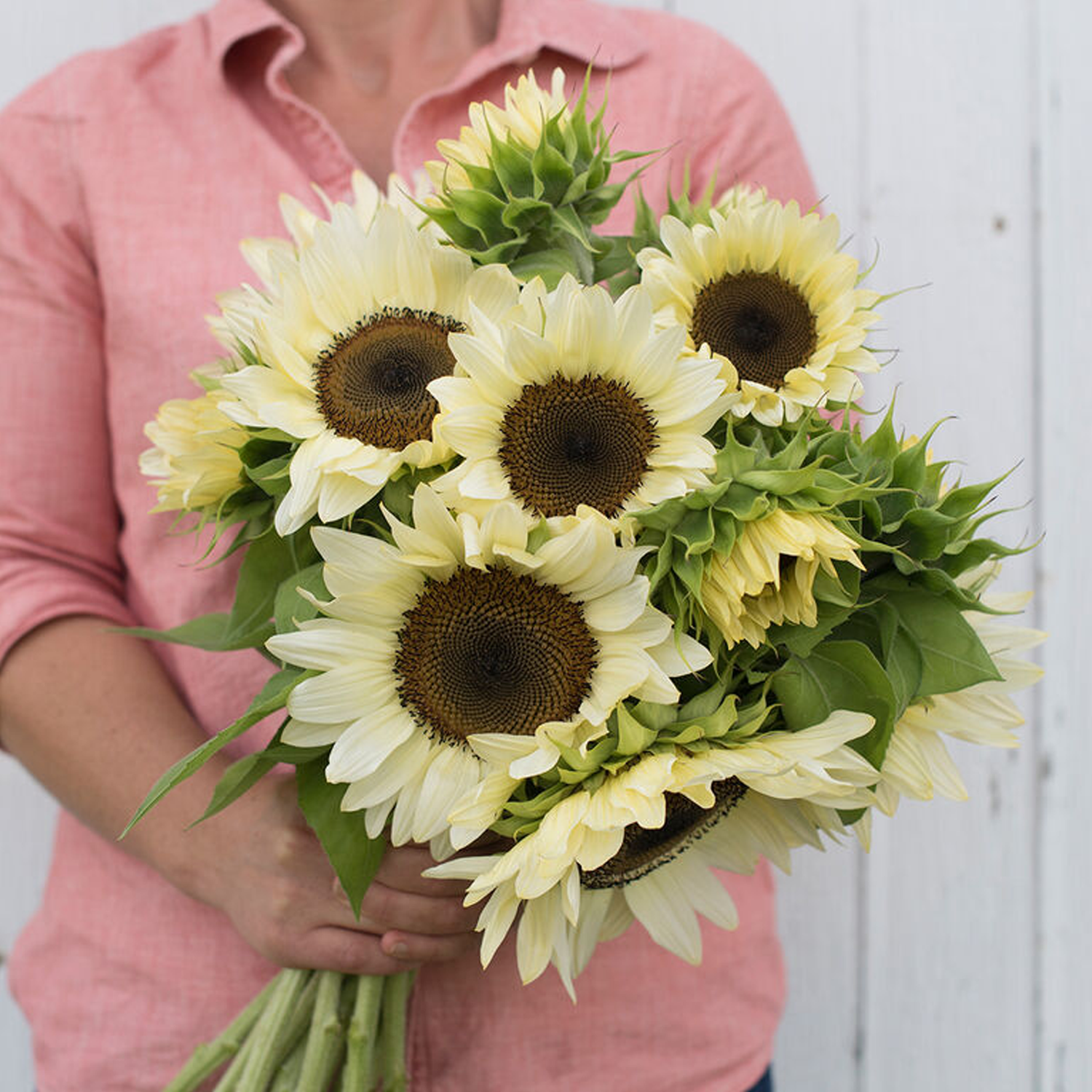 ProCut® White Nite Sunflower Seeds