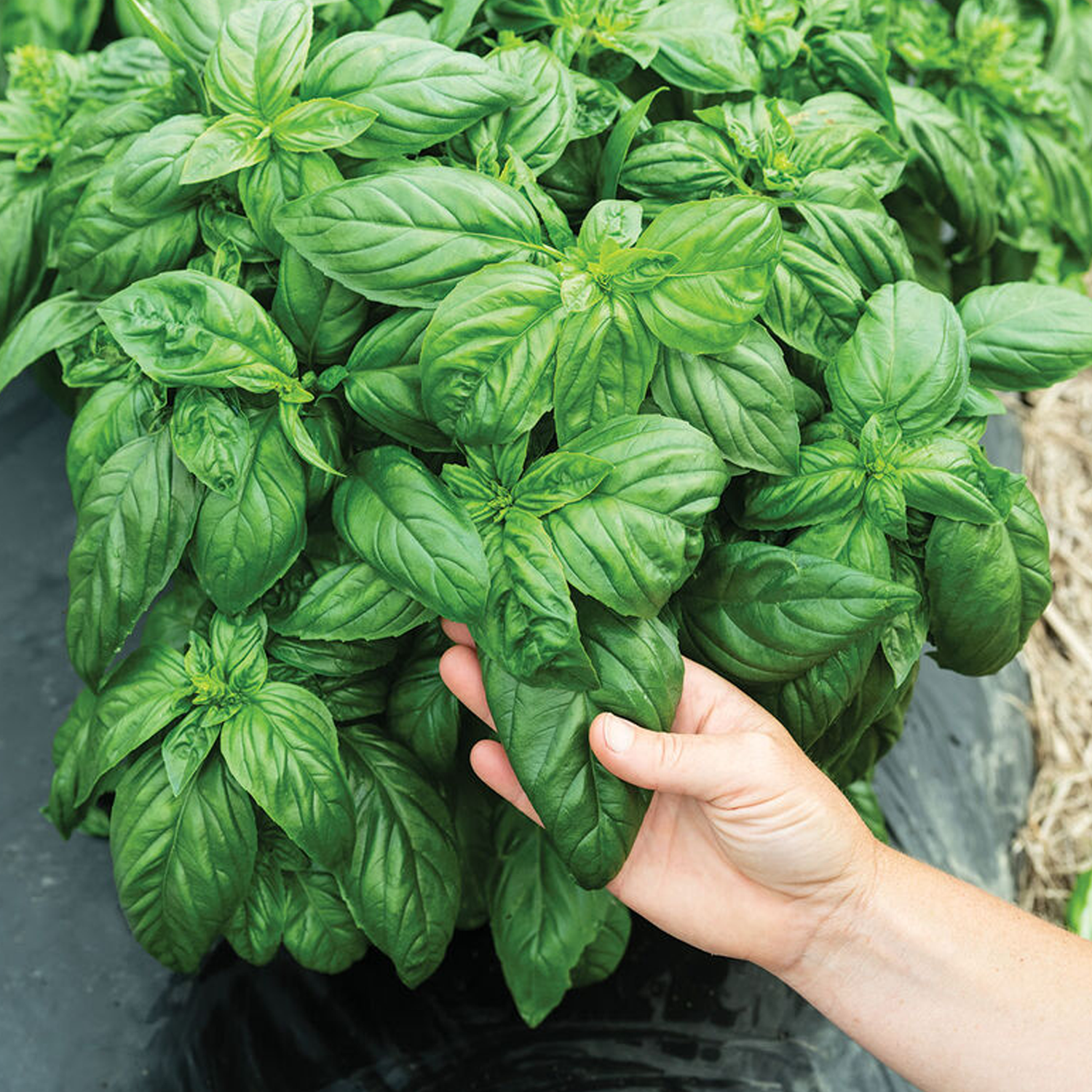 Prospera® Compact DMR Organic Basil Seeds