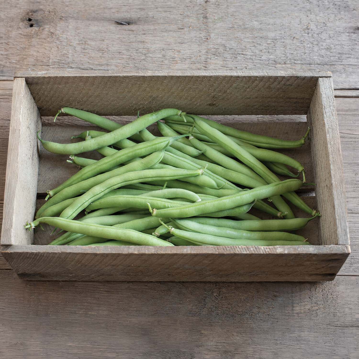 Provider Organic Bean Seeds