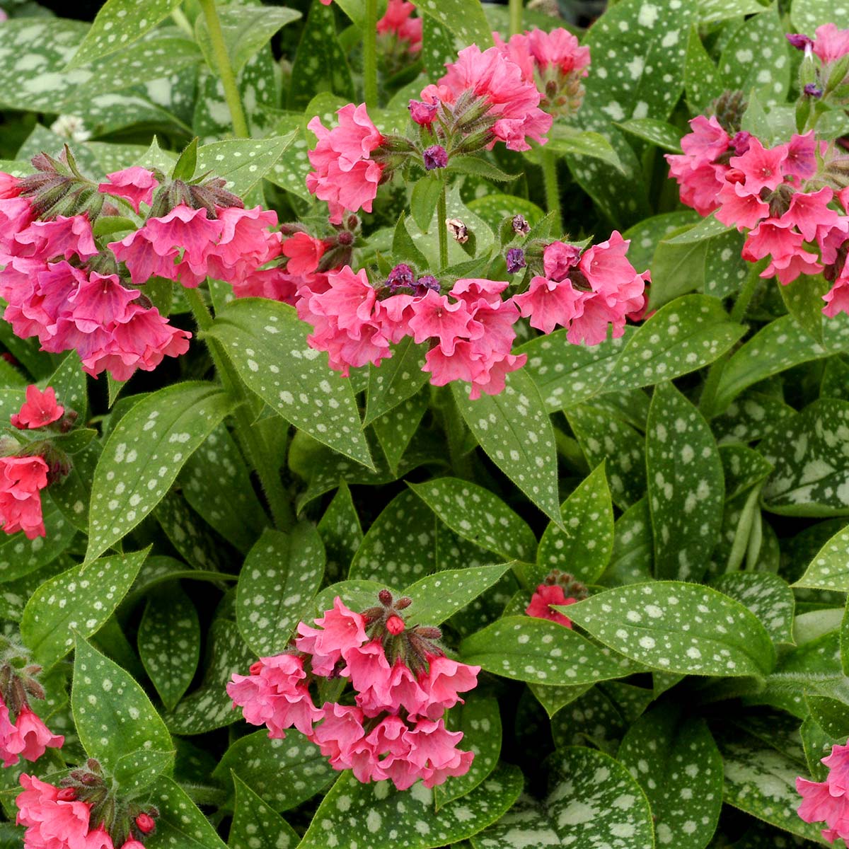 ‘Shrimps on the Barbie’ Pulmonaria | Creekside Champions™