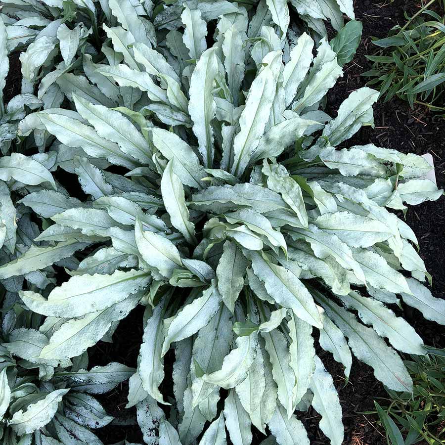'Silver Scimitar' Pulmonaria (Lungwort) | Creekside Champions™