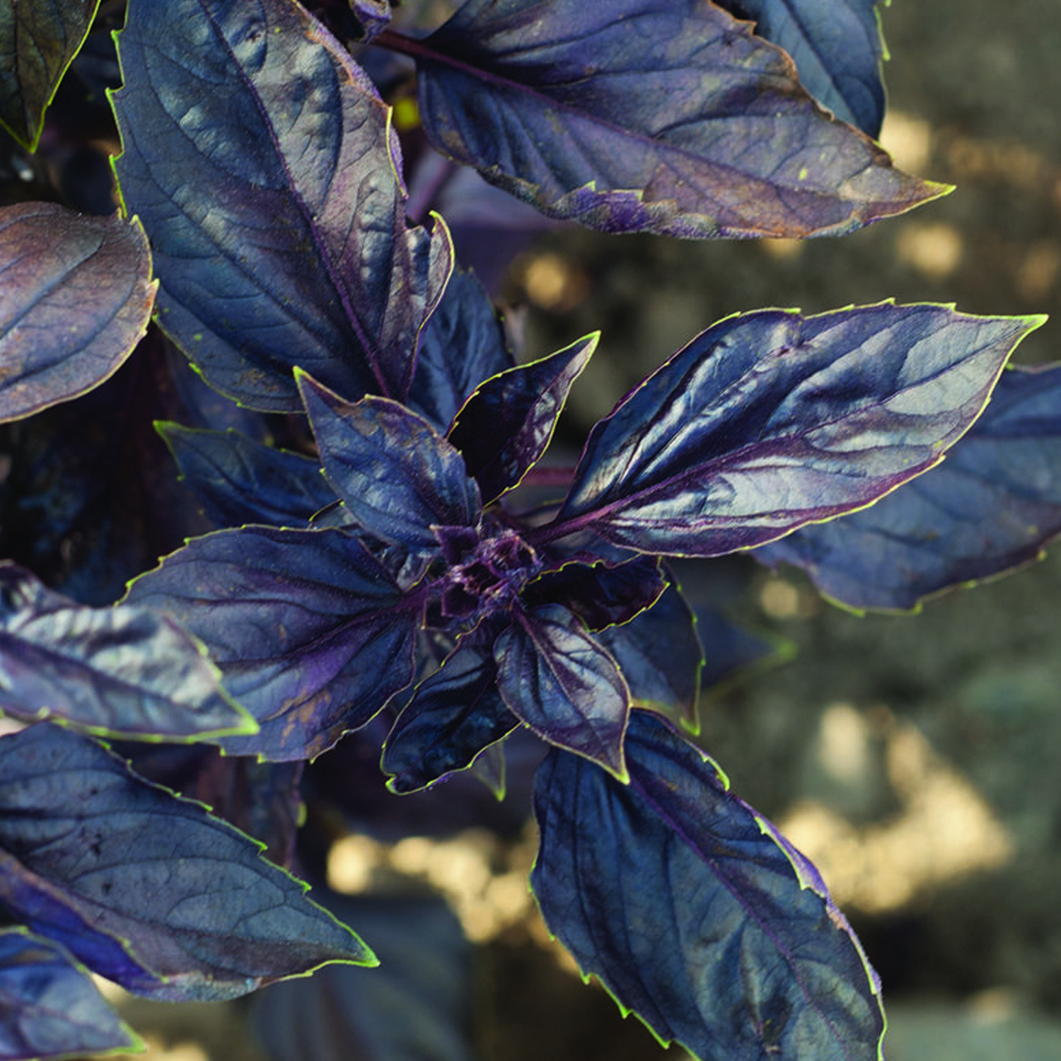 Red Rubin Organic Basil Seeds