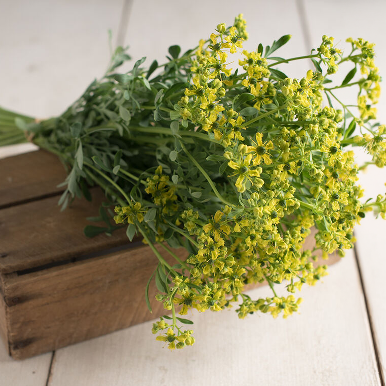 Rue Herb Seeds
